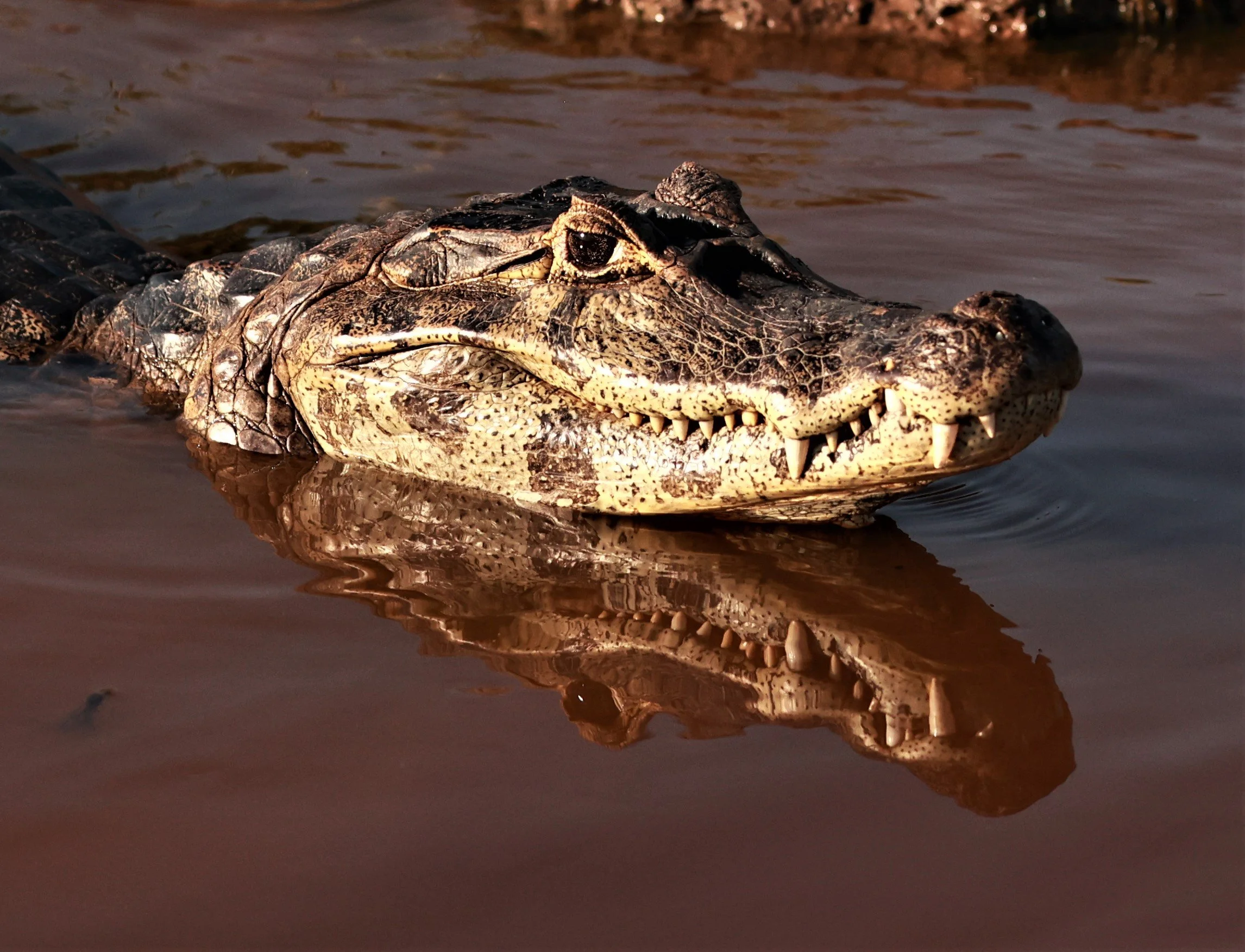 Caiman yacare - Yacare - Pantanal, Encontro das Águas State Park, Porto Jofre, Cuiaba River, Brazil (16).JPG