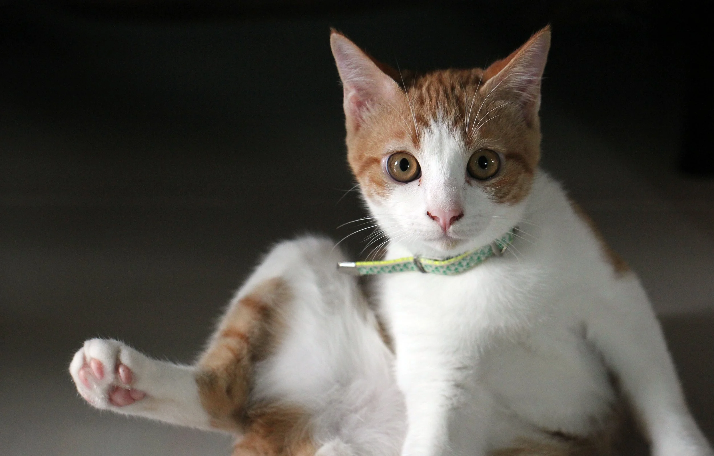 2015 Cats - Ukura & Jean Luc (6).JPG