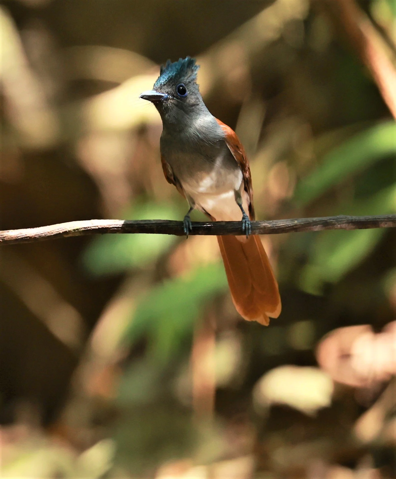 PARADISE-FLYCATCHER - BLYTH'S PARADISE-FLYCATCHER - Terpsiphone affinis - KRUNG CHING, KHAO LUANG NATIONAL PARK, THAILAND APRIL 2023 (72).jpg