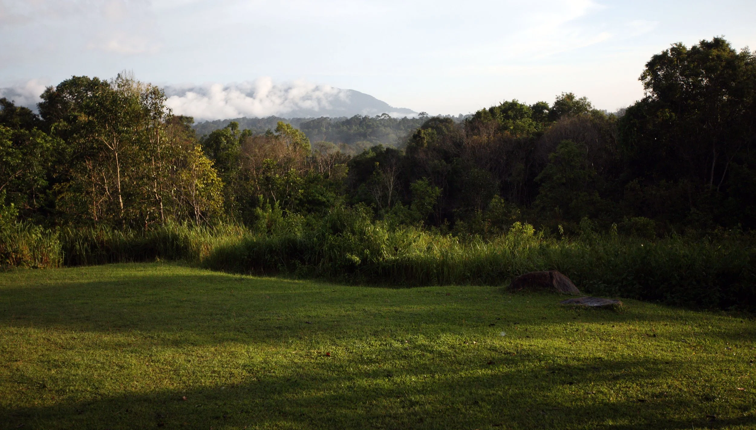 Fresh cut grasslands are seen at various times of the year allowing fresh sprouts to come out for elephants and cervids to graze.