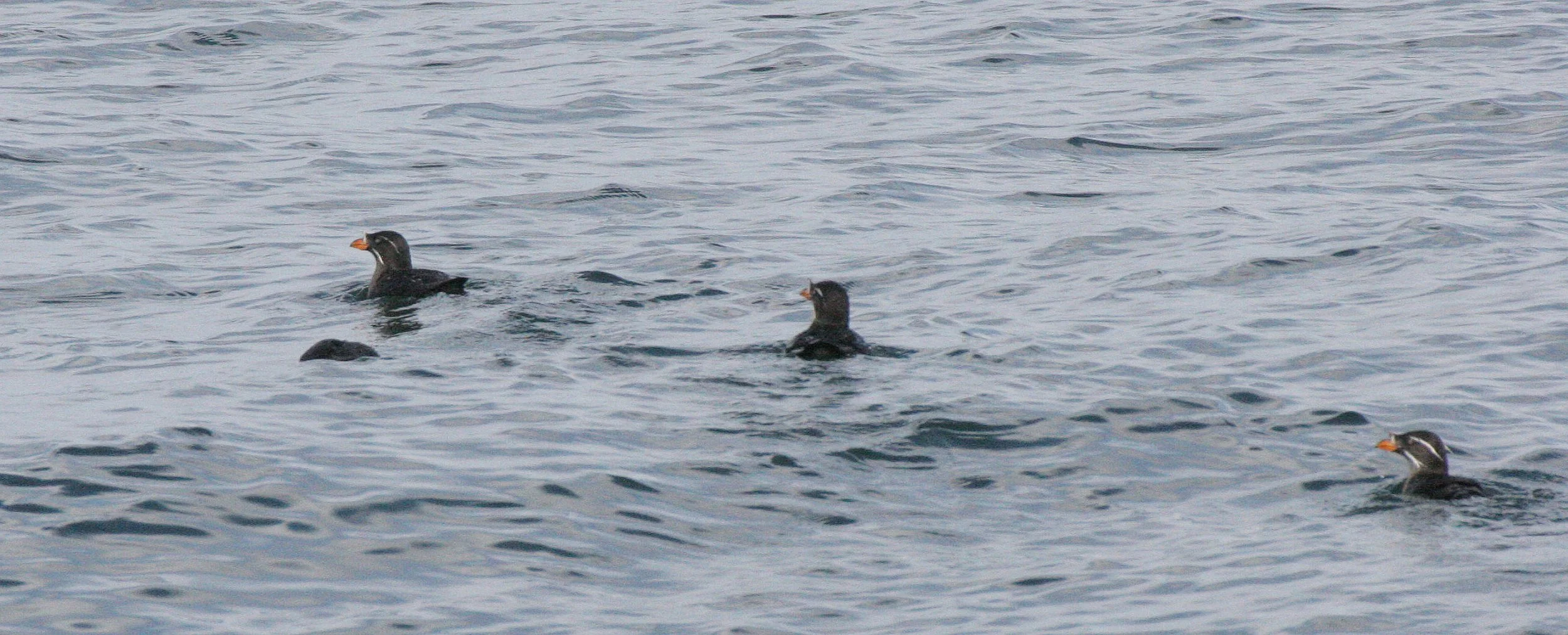 Cerorhinca monocerata - RHINOCEROS AUKLET - SAN JUAN ISLANDS (15).JPG