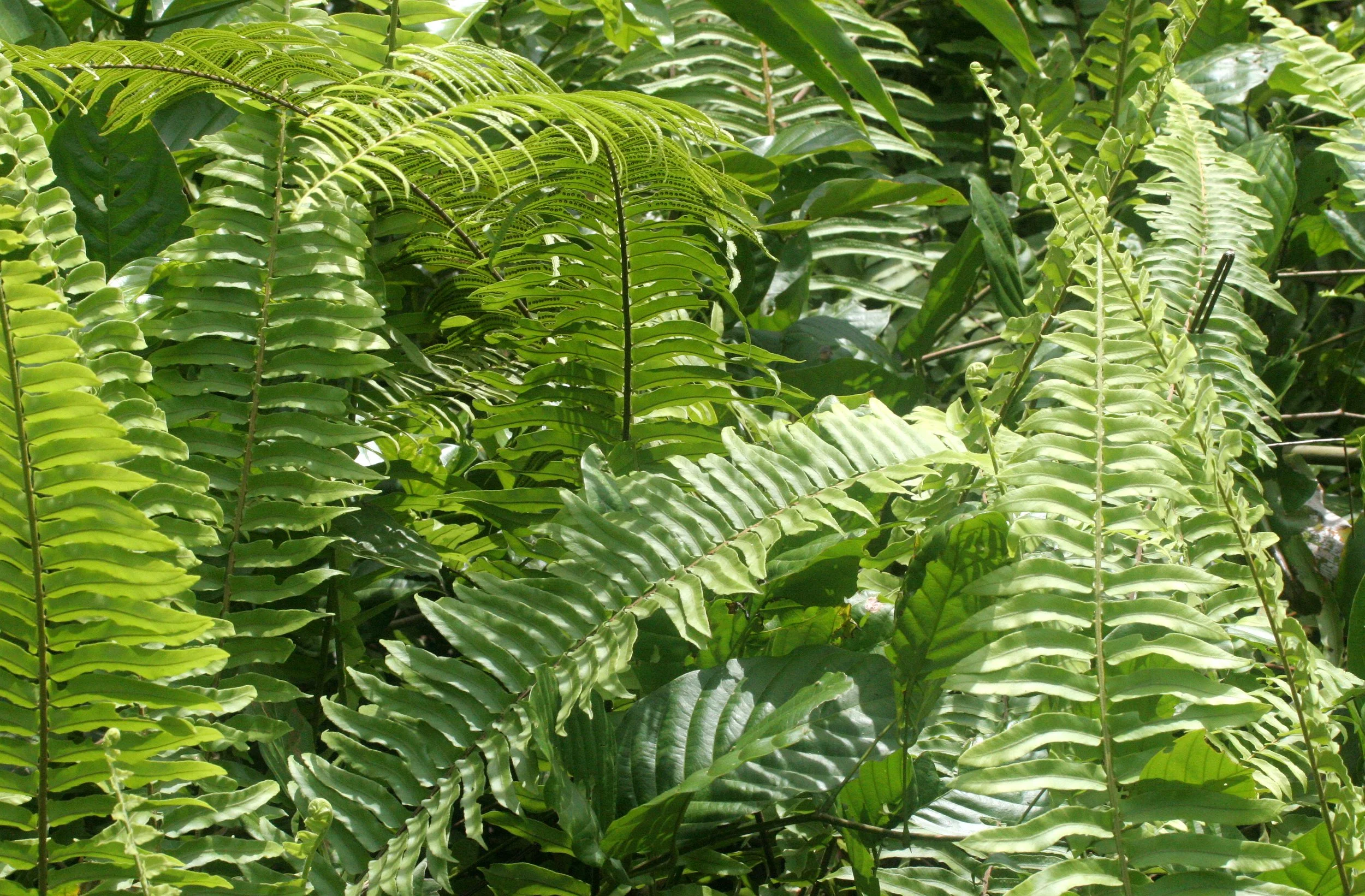 TABIN WILDLIFE RESERVE BORNEO - SWORD FERN SPECIES -.JPG
