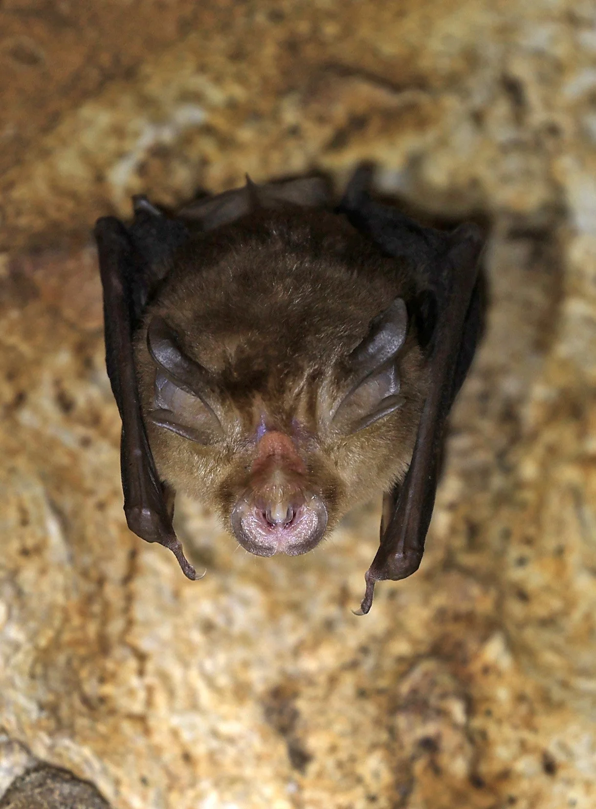 Shamel’s Horseshoe Bat (Rhinolophus shameli) Wat Tham Sila Thong Temple Pak Chong