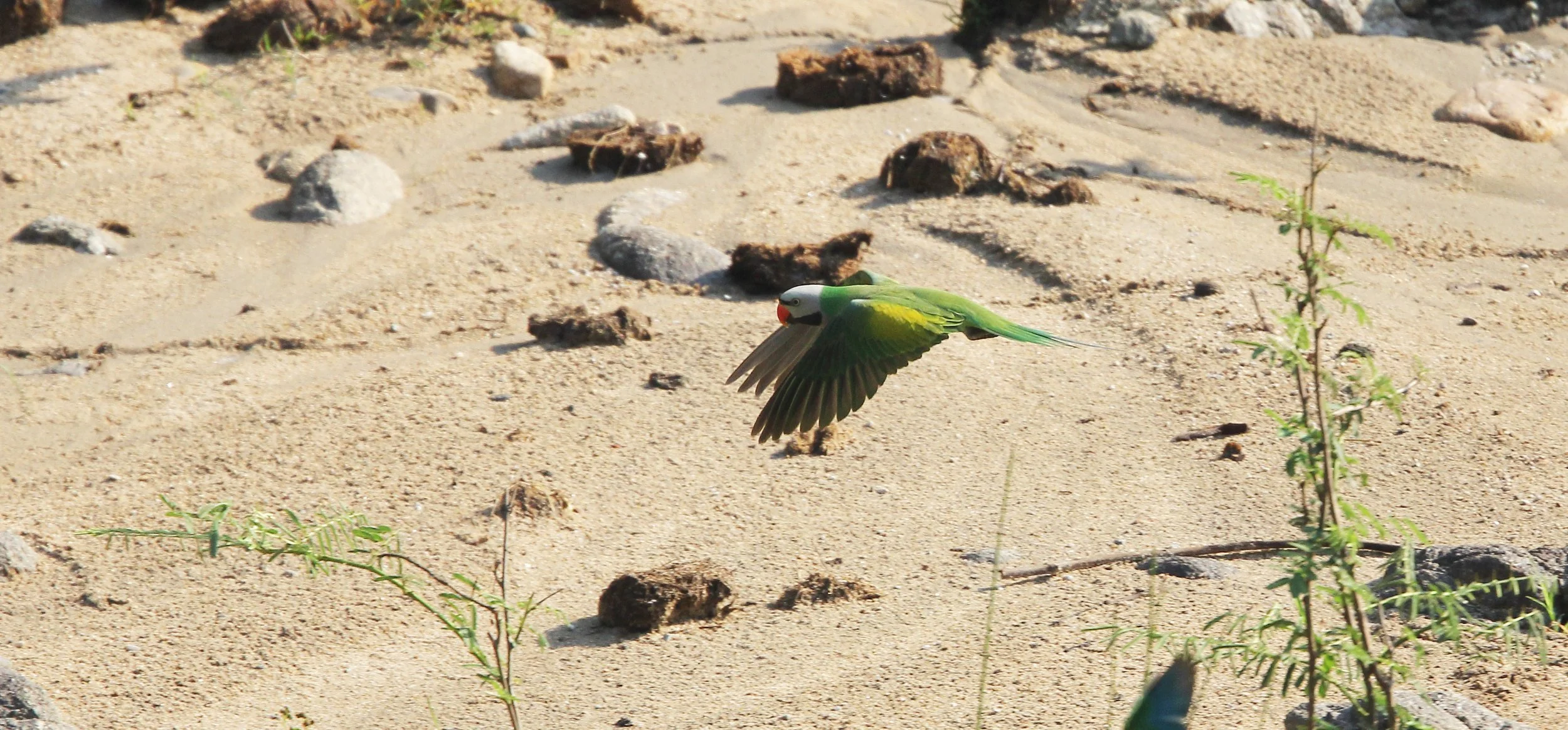 BIRD - PARAKEET - RED BREASTED, GREY-HEADED PARAKEETS & VERNAL HANGING PARROT -  HUAI KHA KHAENG NATURE RESERVE - THAILAND (18).JPG
