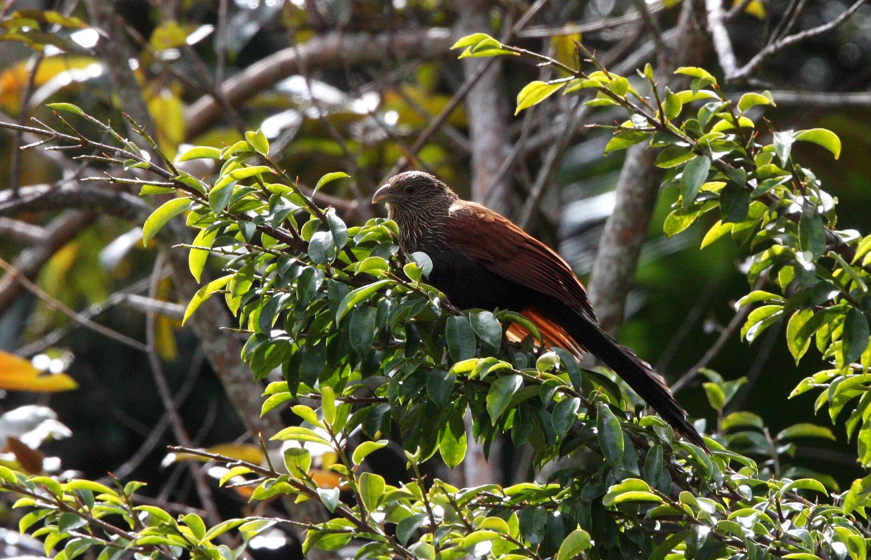 Madagascar Coucal (Centropus toulou) Mantadia NP Madagascar (8).JPG