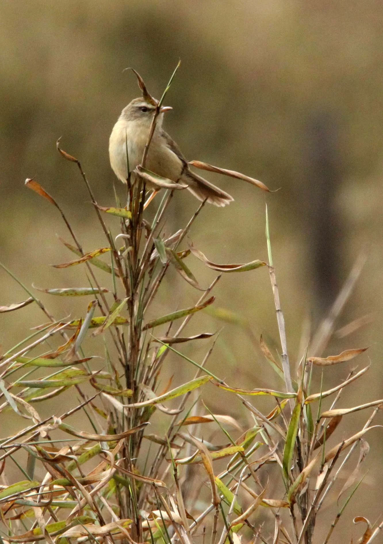 BIRD - WARBLER - DUSKY WARBLER - PHYLLOSCOPUS FUSCATUS - WAWU SHAN MOUNTAIN GEOPARK SICHUAN CHINA (8).JPG