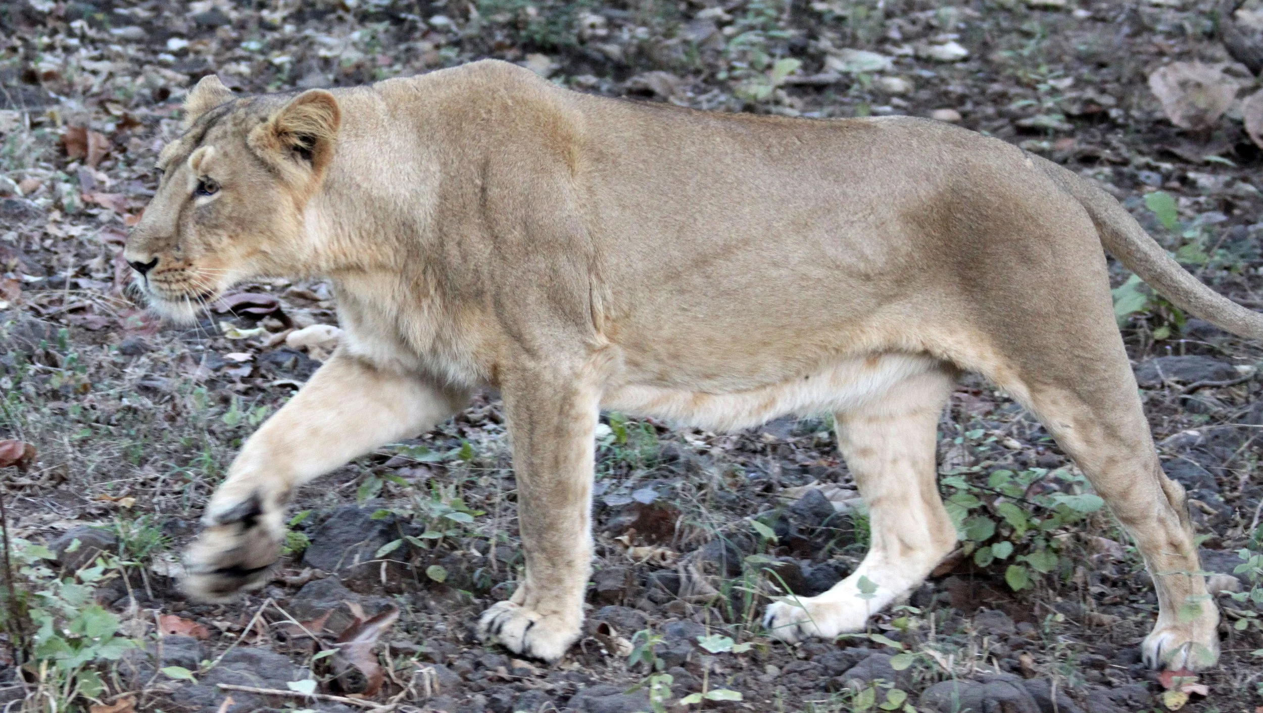 Panthera leo leo - ASIATIC LION - GIR FOREST GUJARAT INDIA (220).JPG