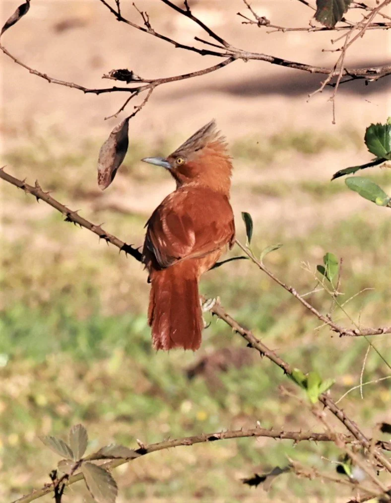 Rufous Chacholote - Pseudoseisura unirufa - Pousada Aguape - Fazenda São José Zona Rural, Aquidauana, Mato Grosso do Sul, Brazil (1.JPG