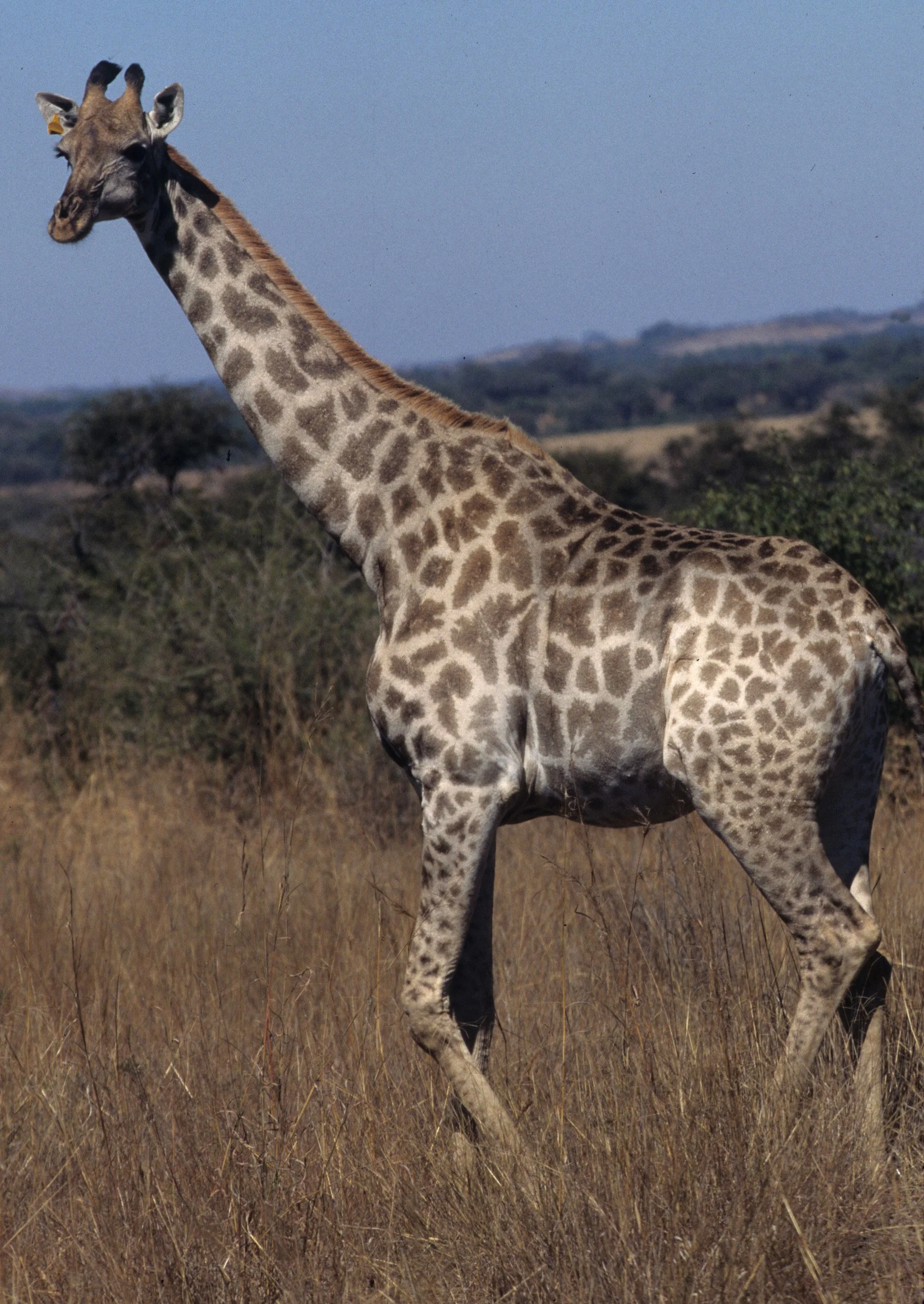 GIRAFFE-SOUTHERN - KRUGER 6.jpg