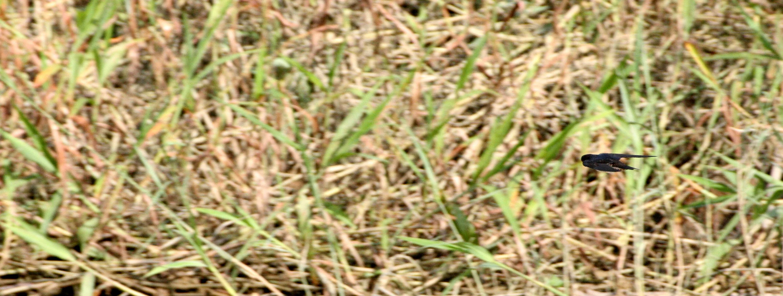 Pacific Swallow (Hirundo tahitica) Kinabatangan River Borneo (2).JPG