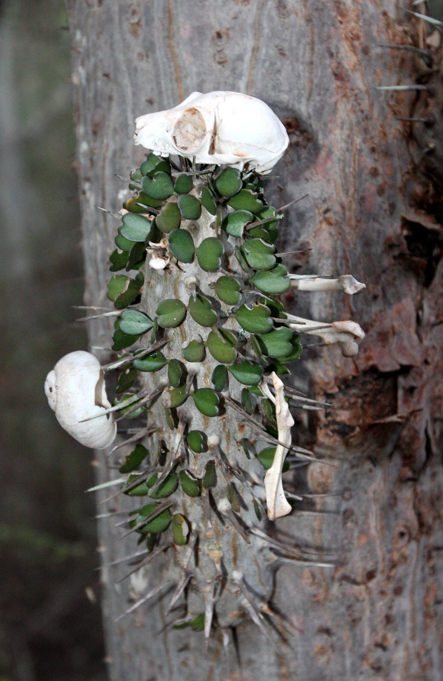 BERENTY RESERVE MADAGASCAR - SUNSET OVER THE SPINY FOREST (2).JPG