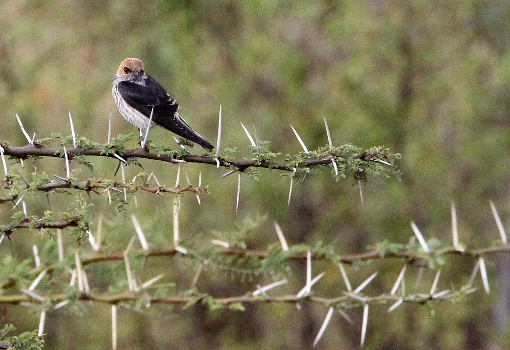 Lesser Striped Swallow (Cecropis abyssinica) Masai Mara NP Kenya (3).JPG