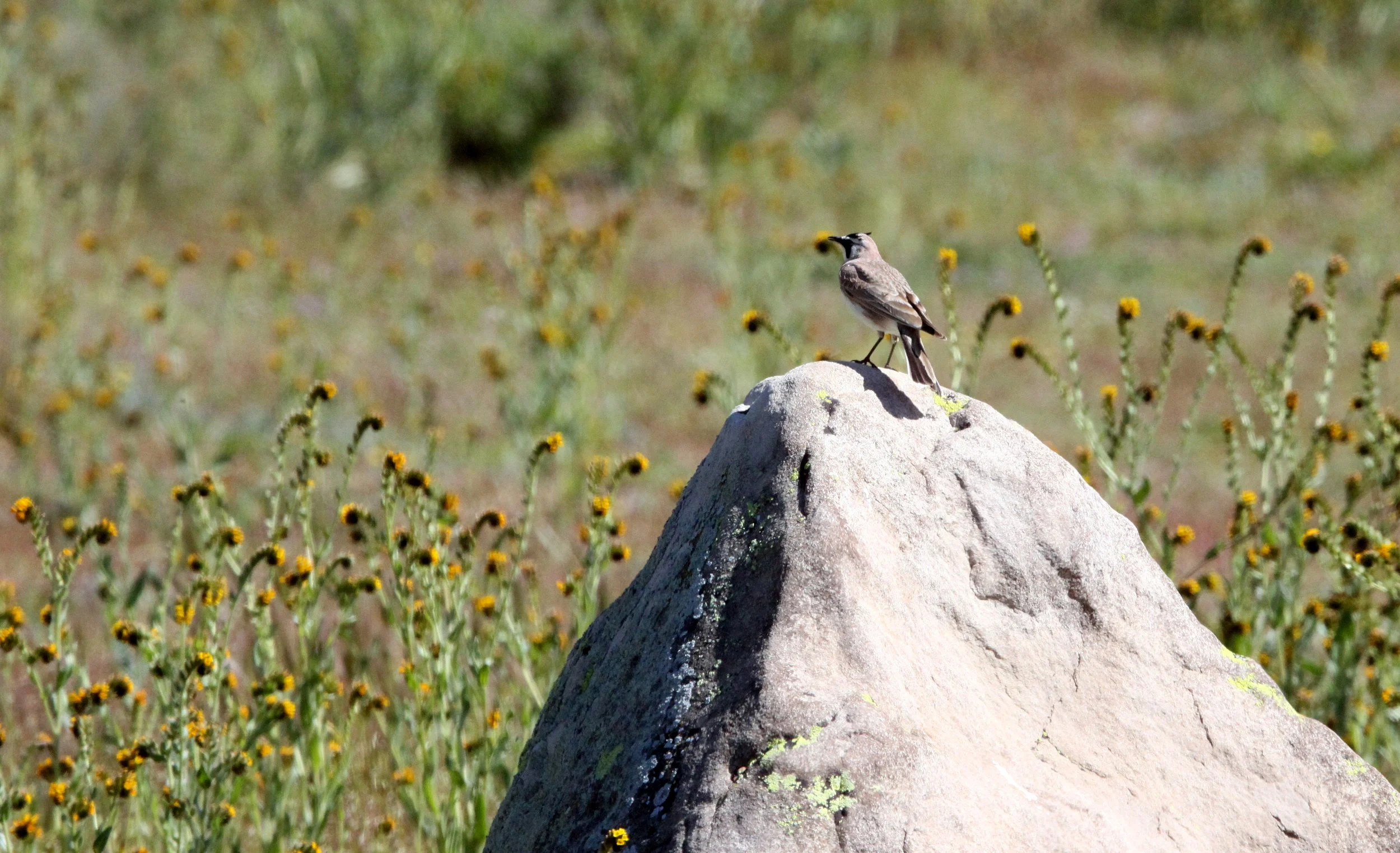 Horned Lark (Eremophila alpestris) Carrizo Plain National Monument California (3).JPG