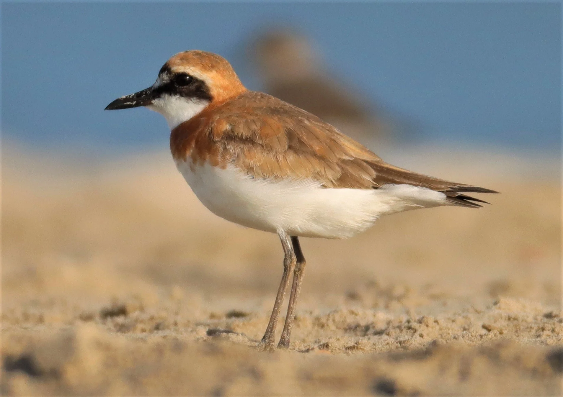 PLOVER - GREATER SAND-PLOVER -Charadrius leschenaultii - PAK THALE PETBURI (16).jpg