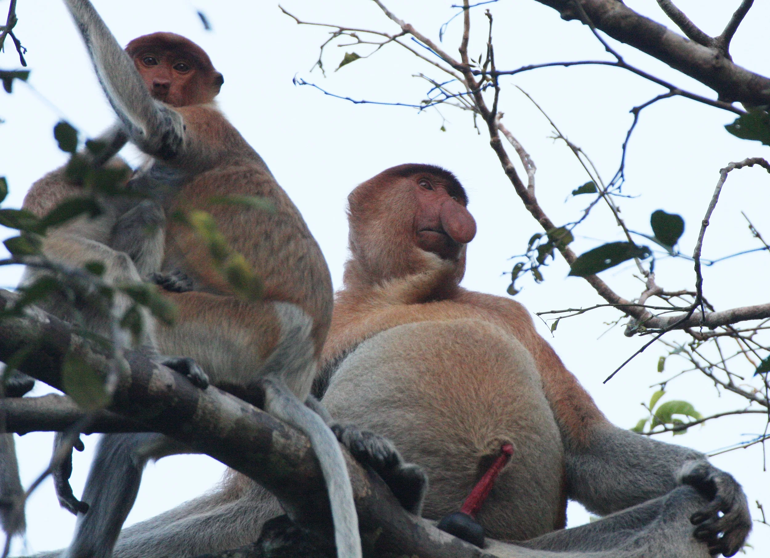 CERCOPITHECIDAE - Nasalis larvatus -PROBOSCIS MONKEY TROOP - KINABATANGAN RIVER BORNEO  (53).JPG
