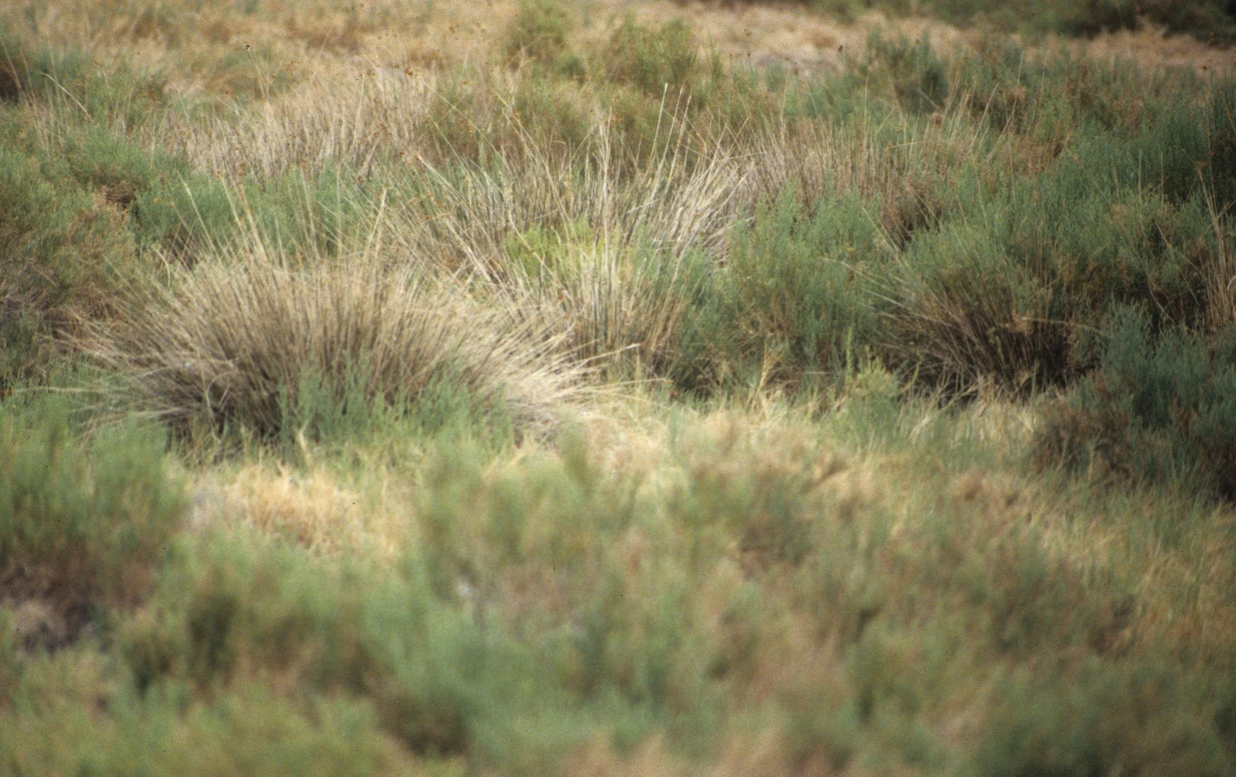 DEATH VALLEY - DISTICHLIS SPECIES - SALT GRASS.jpg