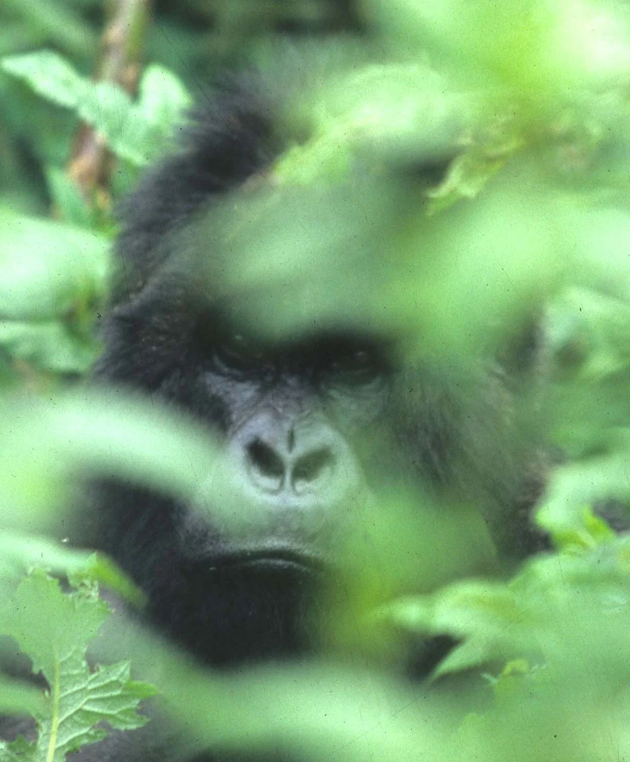PRIMATE - GORILLA-RWANDA PARC DU VULCANS (31).jpg
