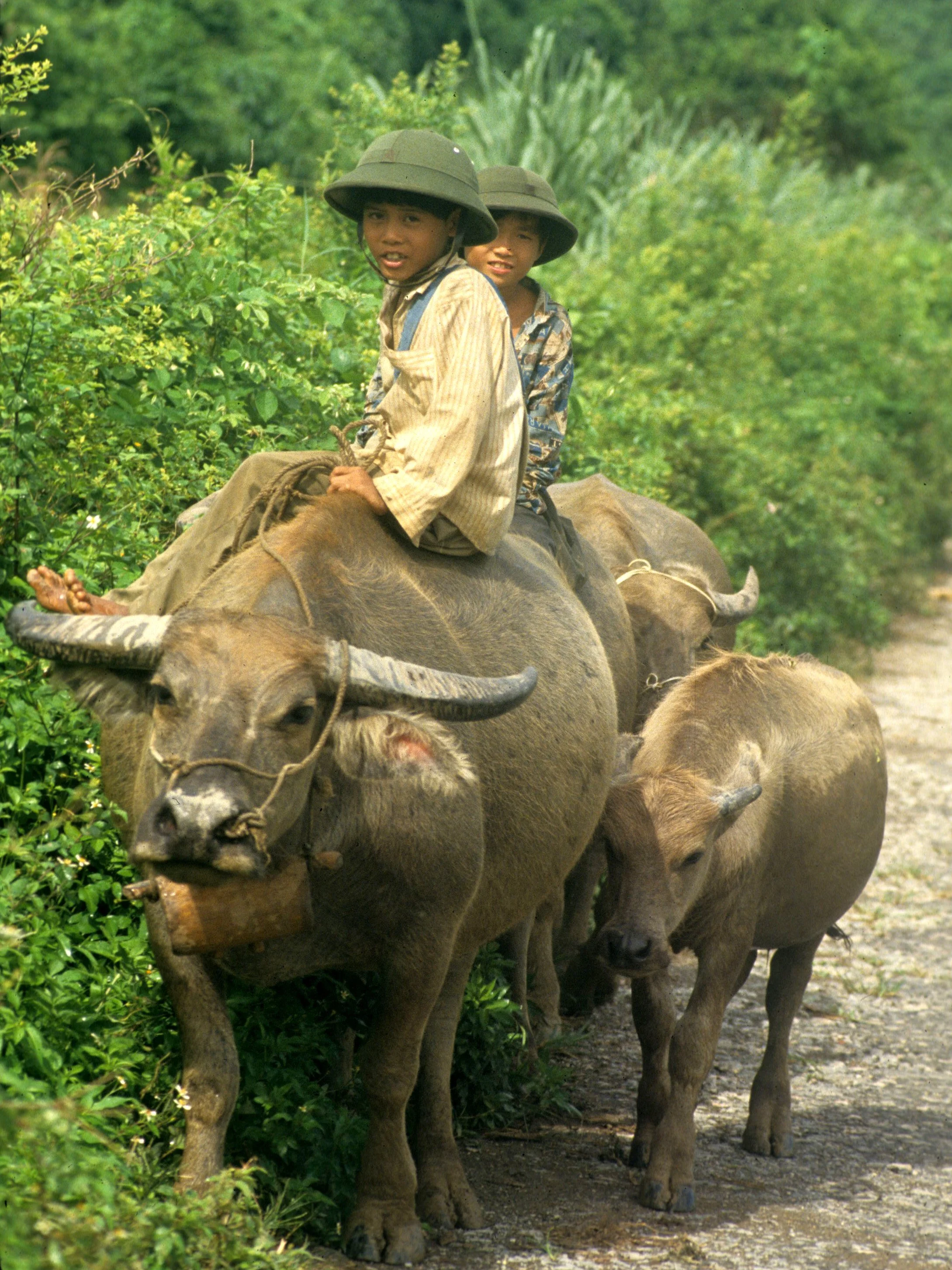 CUC PHUONG - BOYS ON WATERBUFFALO.jpg