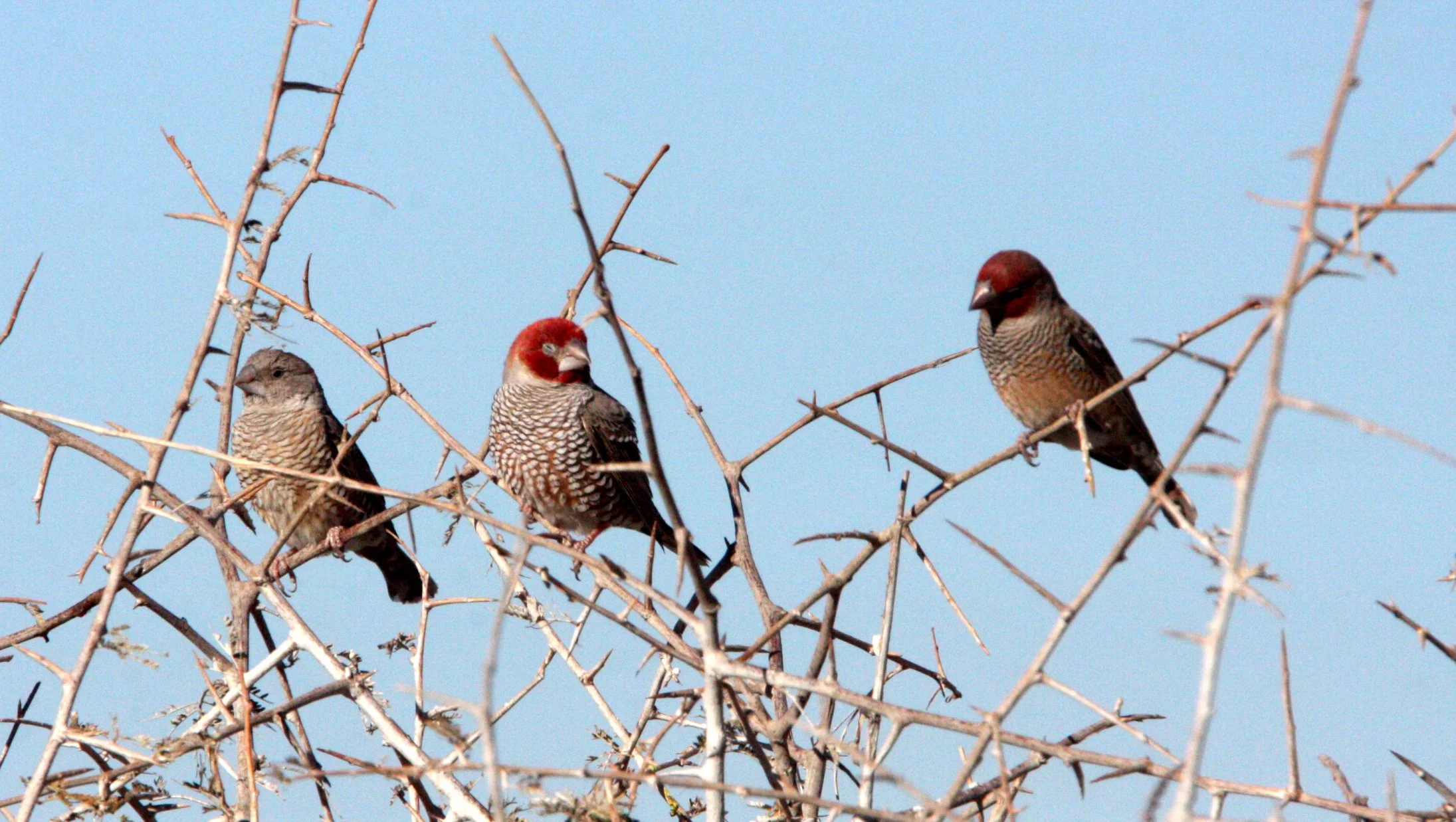 Red-headed Finch (Amadina erythrocephala) Etosha NP, Namibia (7).JPG