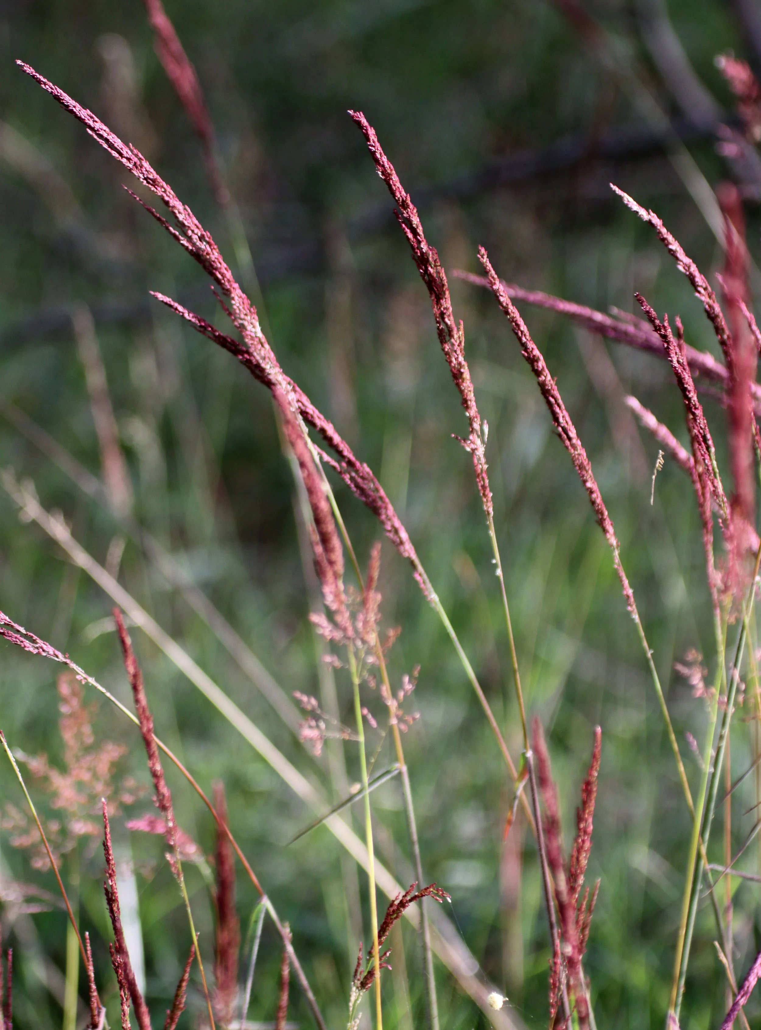 RUHENGERI RWANDA (145).JPG