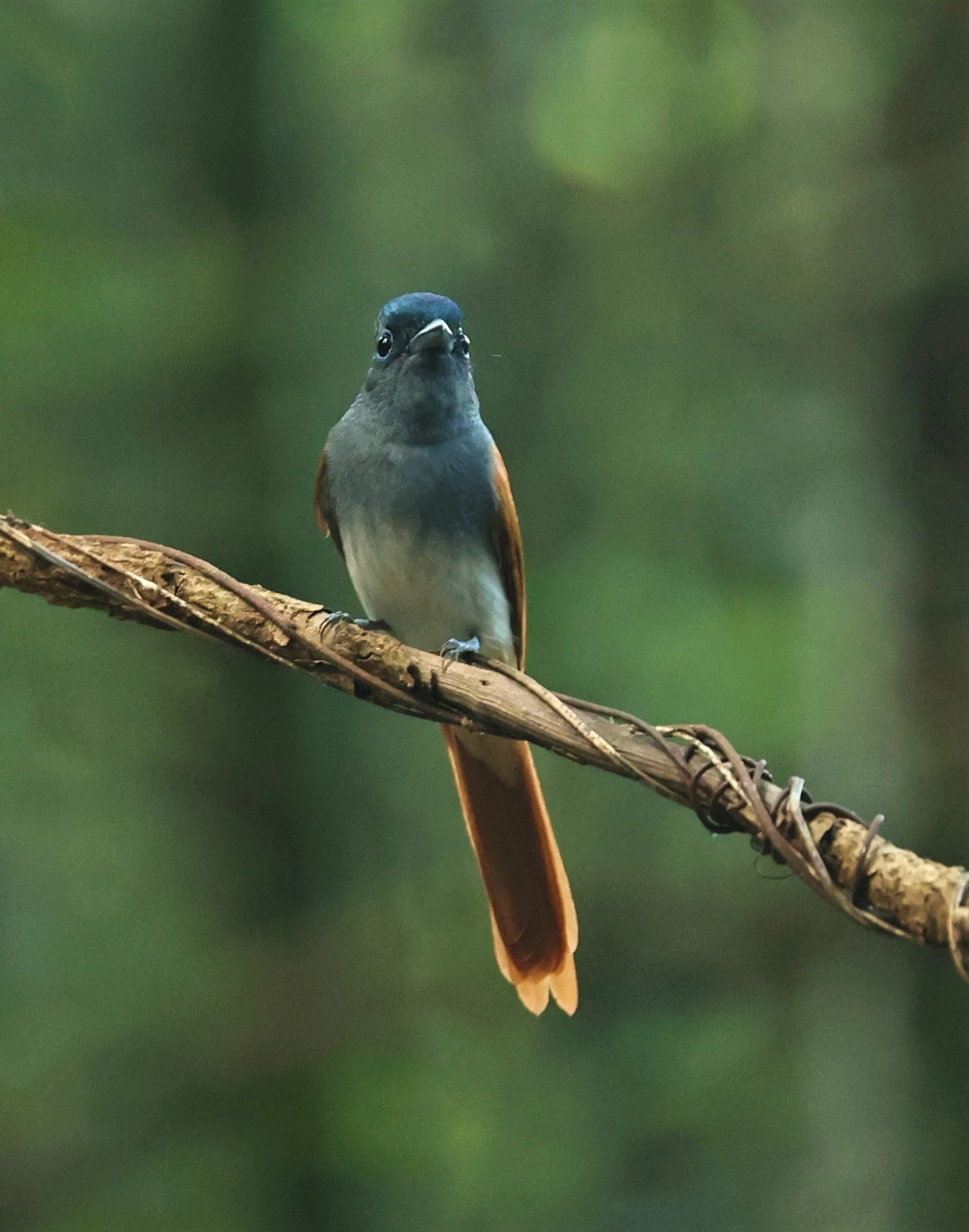 PARADISE-FLYCATCHER - BLYTH'S PARADISE-FLYCATCHER - Terpsiphone affinis - WAT THAM PRATHUM CHONBURI OCT 20, 2022 (6).jpg