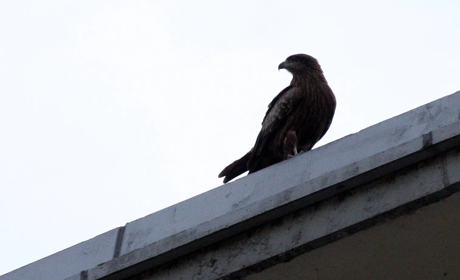 Milvus migrans lineatus - BLACK-EARED KITE - KYOTO JAPAN (4).JPG