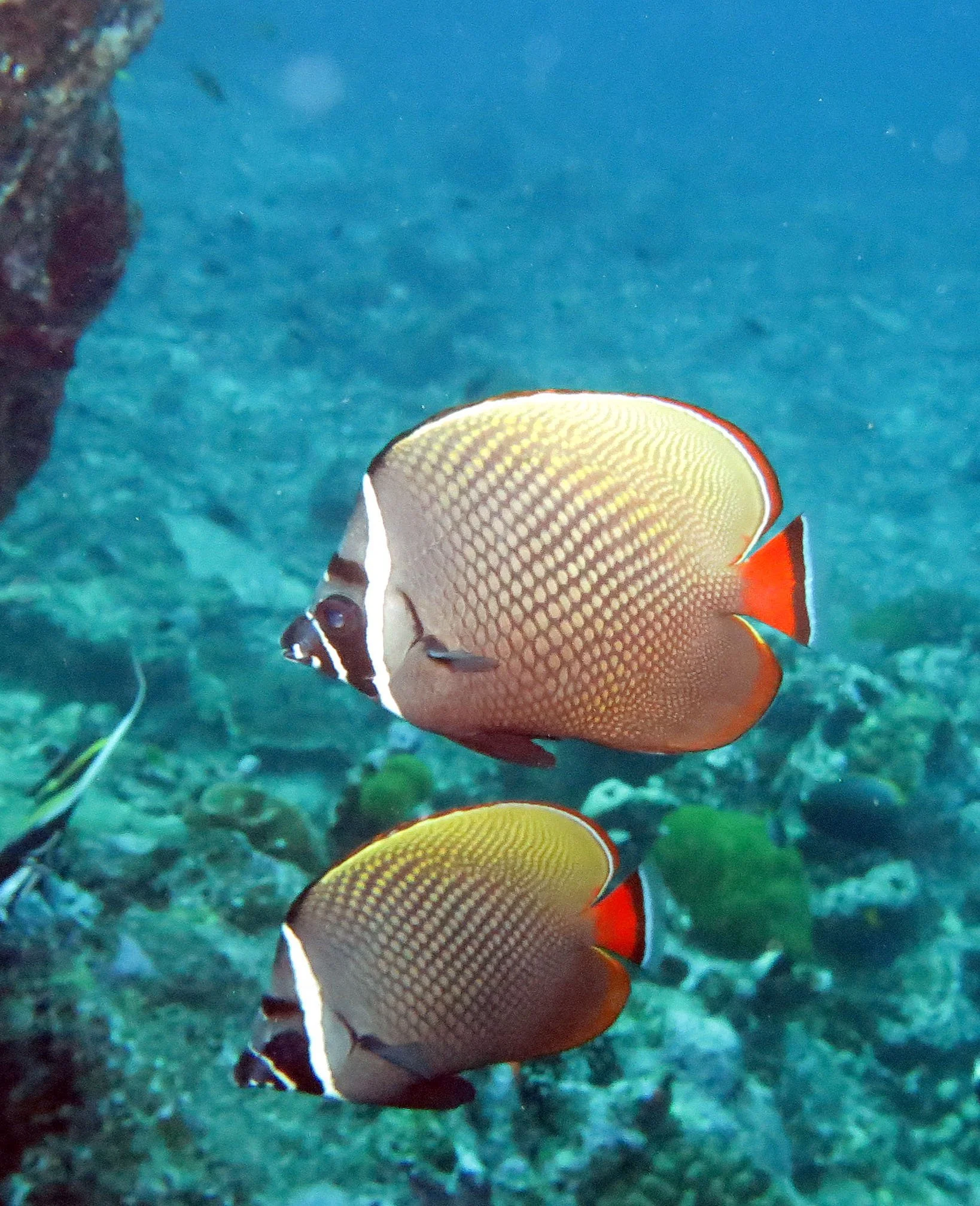 Chaetodontidae - Chaetodon collare  - Red-tailed Butterflyfish - Similan Islands, Thailand (6).JPG