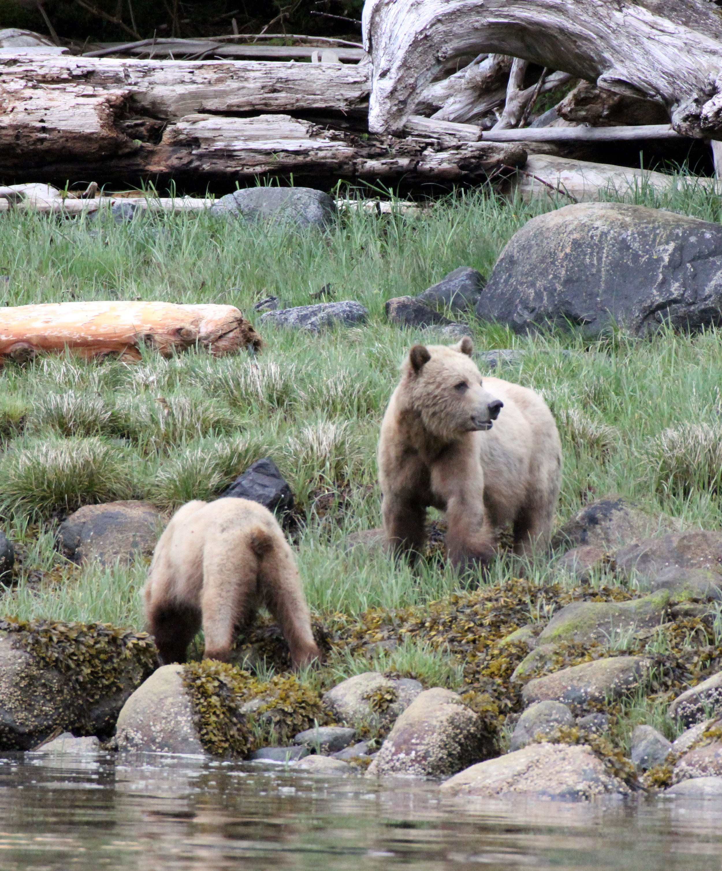 Ursus arctos stikeenensis - STICKEEN'S GRIZZLY BEAR - ROLL AND HER CUB - SOM'S - KNIGHT'S INLET BRITISH COLUMBIA (14).JPG
