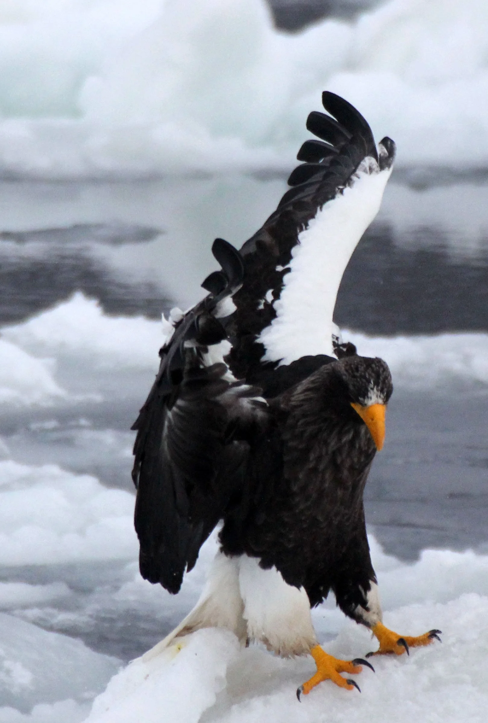Haliaeetus pelagicus - STELLER'S SEA EAGLE - RAUSU, SHIRETOKO PENINSULA, HOKKAIDO JAPAN (55).JPG