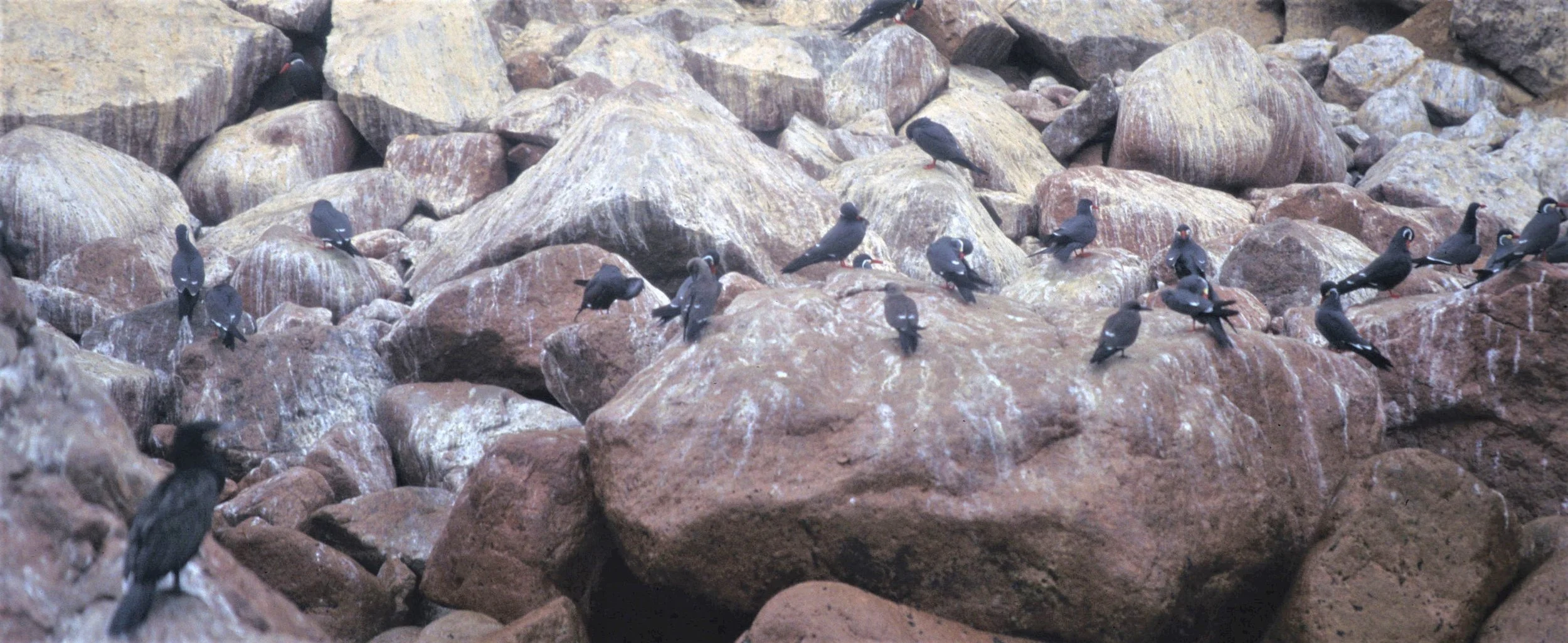 BIRD - TERN - INCA - PARACAS B.jpg