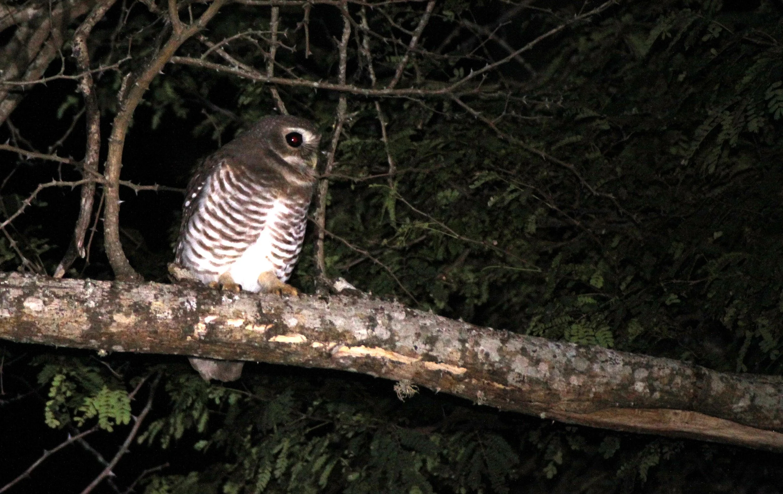Athene superciliaris - WHITE-BROWED OWL - BERENTY RESERVE MADAGASCAR (7).JPG