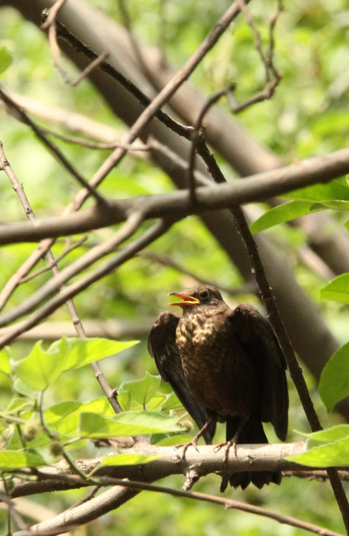 Eurasian Blackbird (Turdus merula) Shanghai Zoo and Botanical Gardens (3).JPG