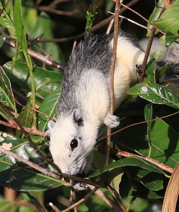 While the species as a whole varies wildly, the bocourti subspecies is often noted for having a white morph (entirely white fur). In other regions, it may appear with a dark back and a white or pale underside.