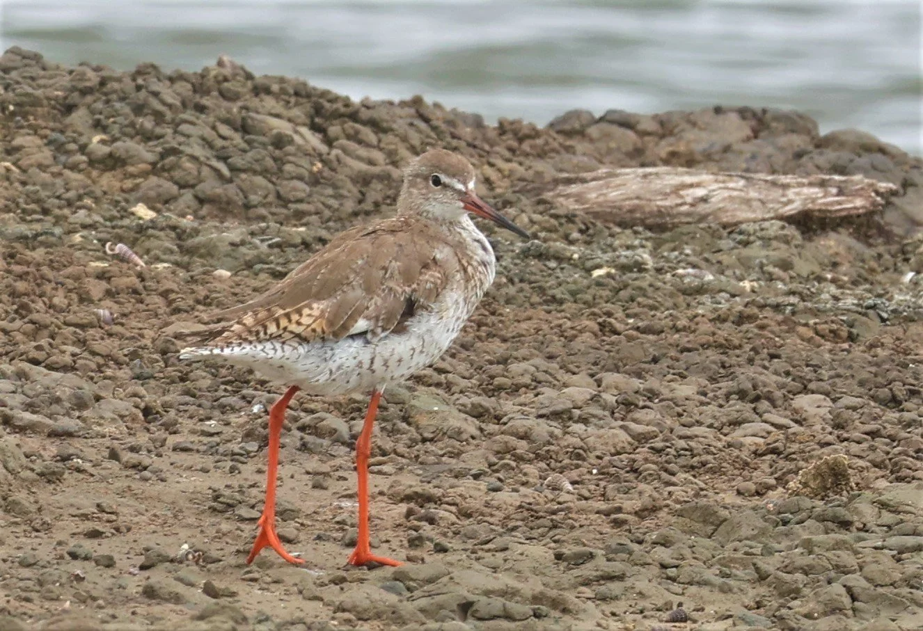 REDSHANK - COMMON REDSHANK - Tringa totanus - BANG PAKONG SALT PANS CHACHOENGSAO WEST OF RIVER Sep 25 2021 (10).jpg