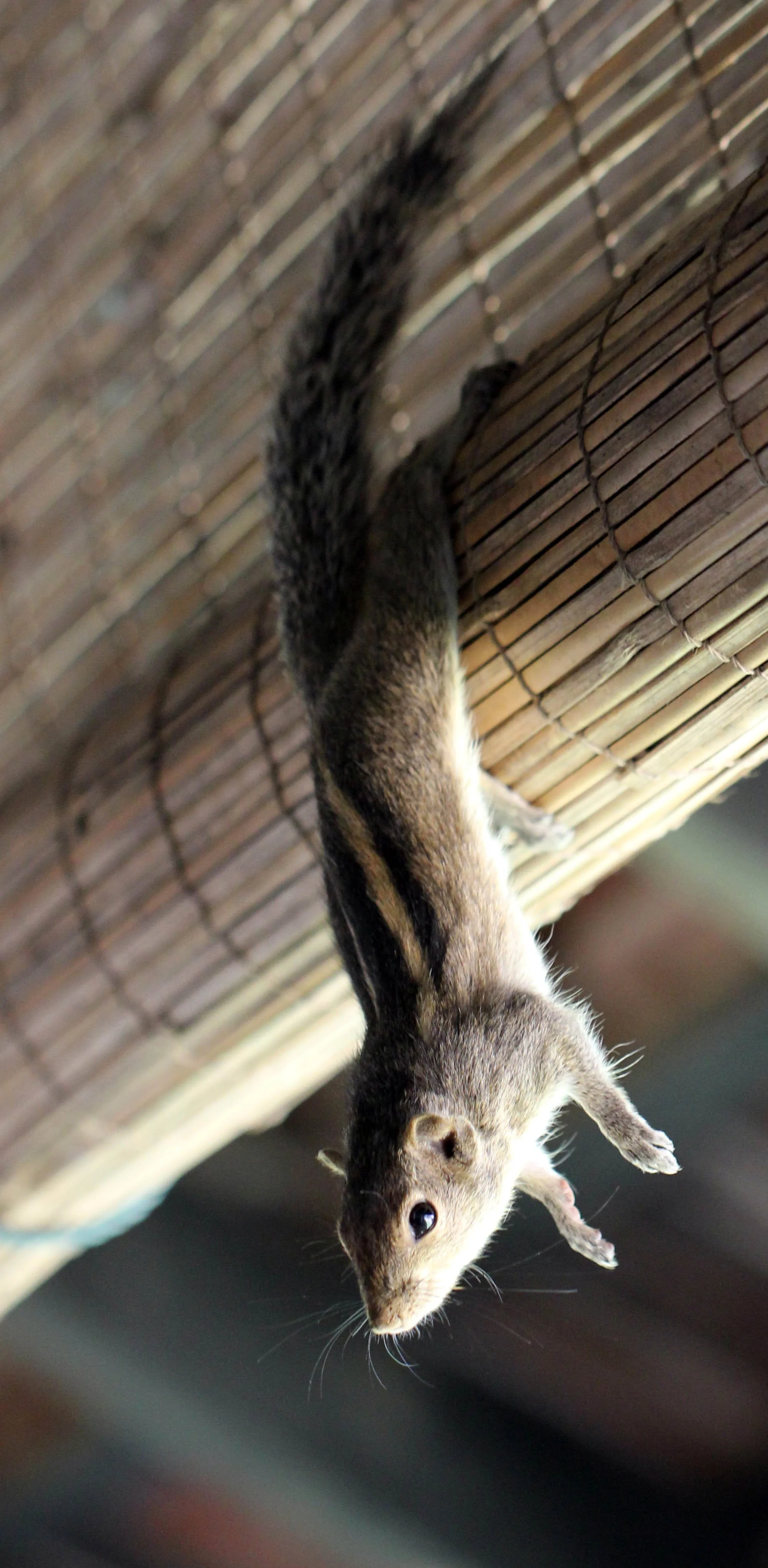 Genus Funambulus - Palm Squirrel — Coke Smith Wildlife