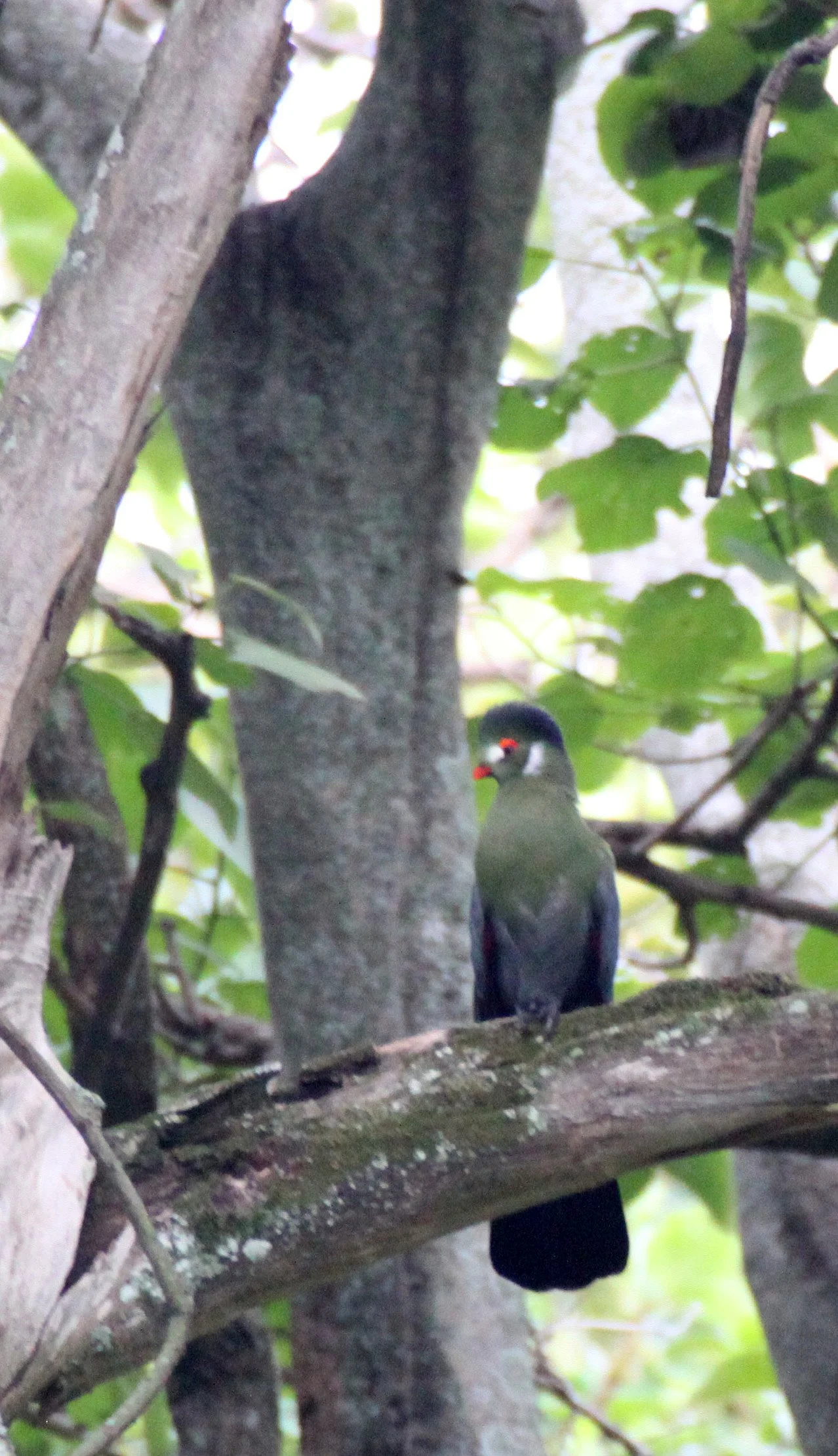 White-cheeked Turaco (Menelikornis leucotis) Langano Lake Ethiopia (2).JPG