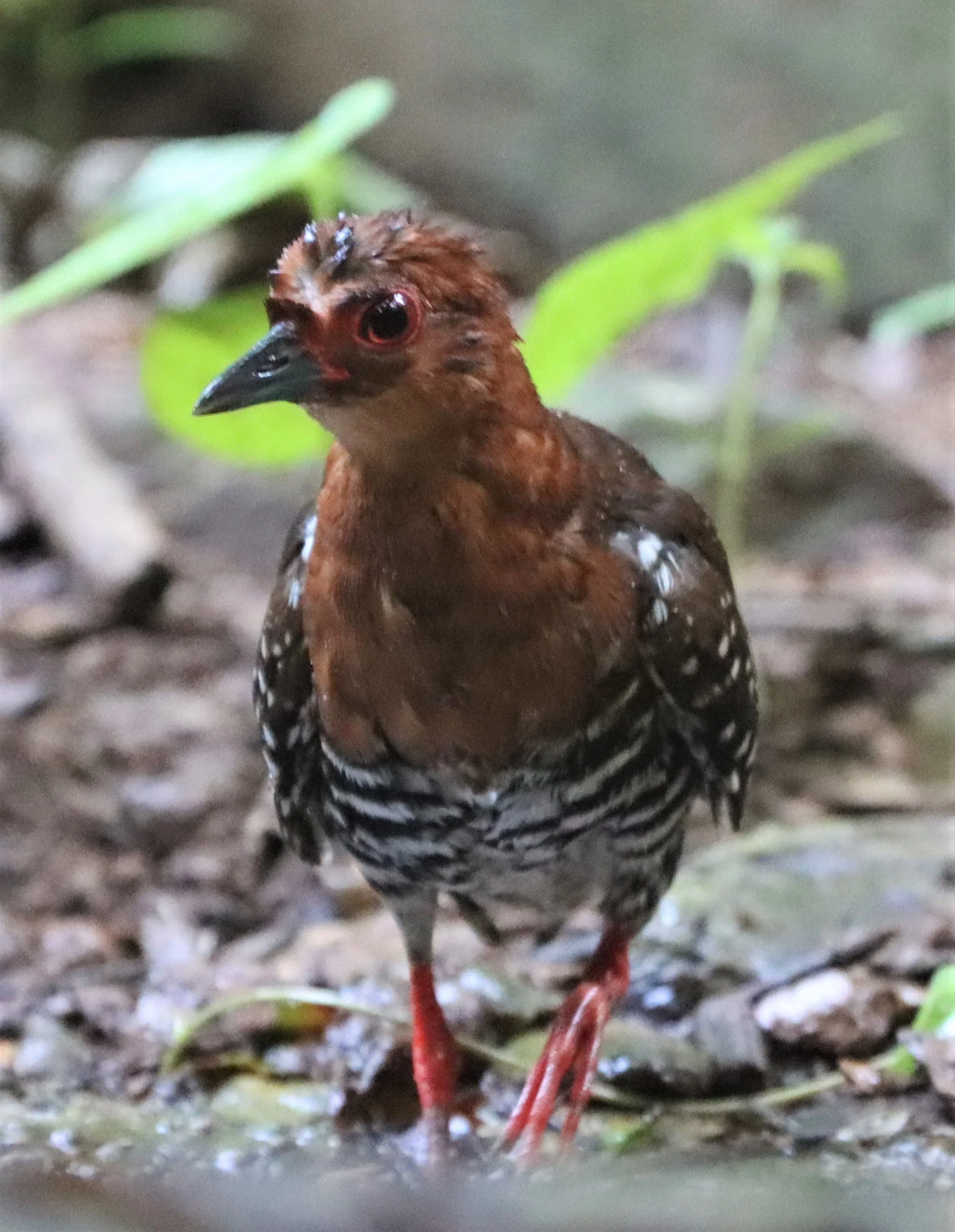Red-legged Crake (Rallina fasciata) Neung Hide nr Kaeng Krachan NP Thailand (56).jpg