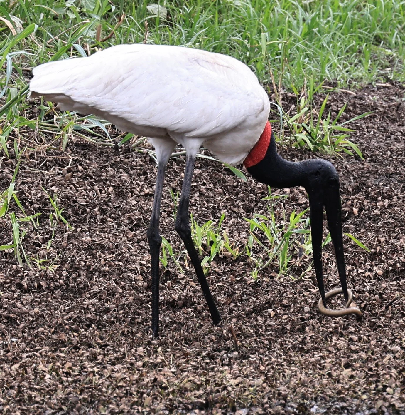 Jabiru (Jabiru mycteria) Agua Dulce Paraguay (23).jpg