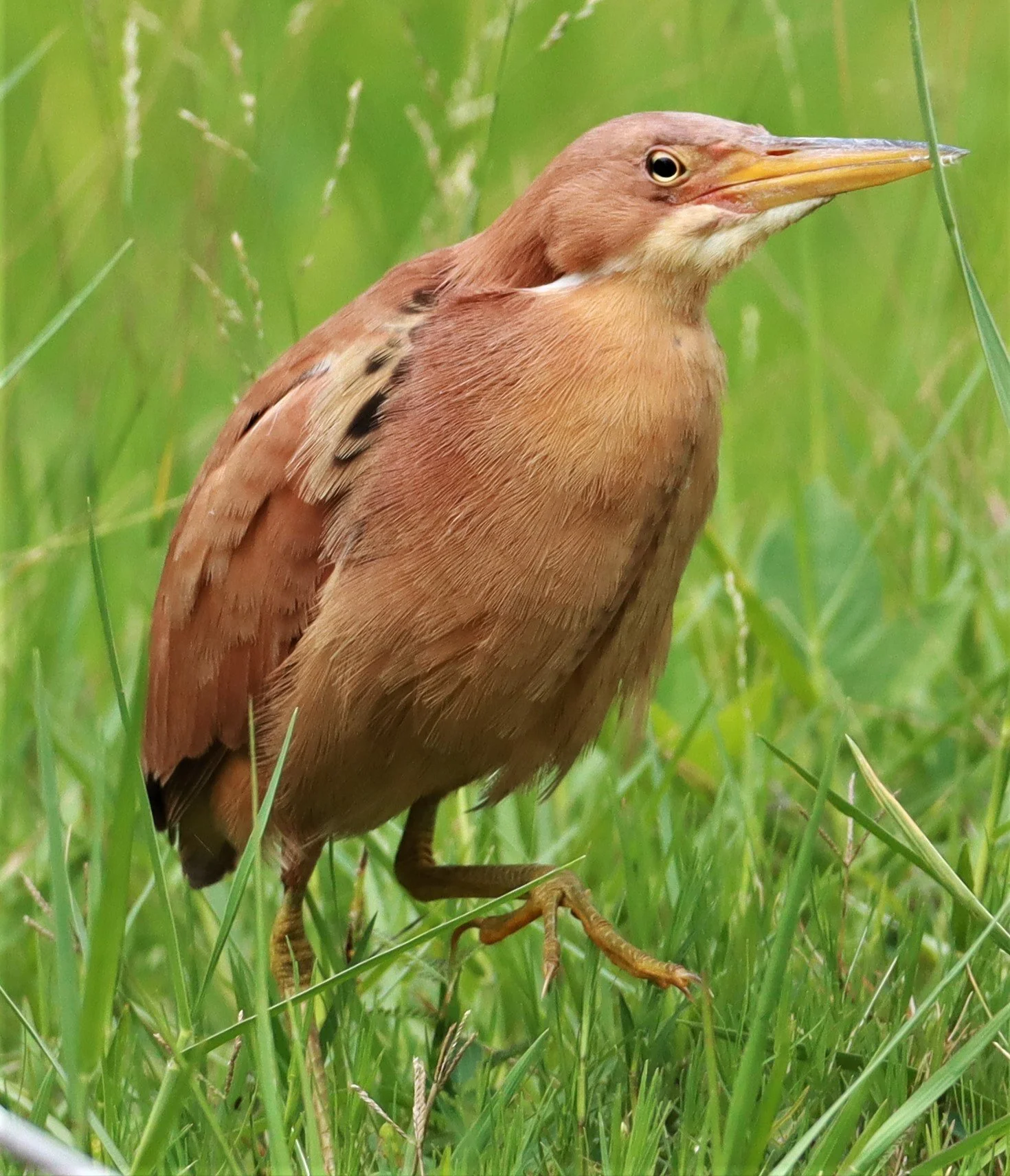 BITTERN - CINNAMON BITTERN (CHESTNUT BITTERN) - Ixobrychus cinnamomeus - BURIRAM HUAI CHORAKHE MAK (54).jpg