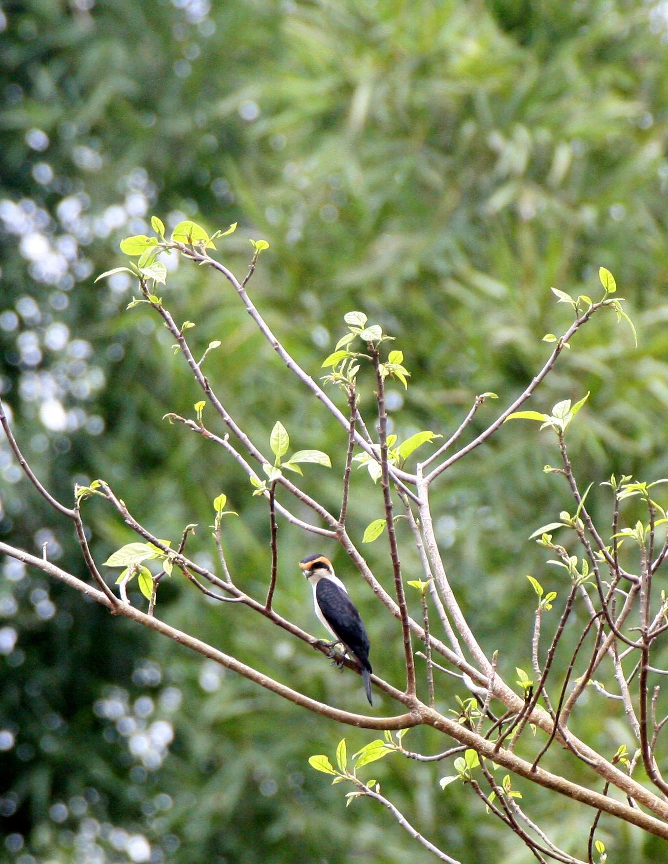 Microhierax caerulescens - COLLARED FALCONET - HUAI KHA KHAENG THAILAND (29).JPG