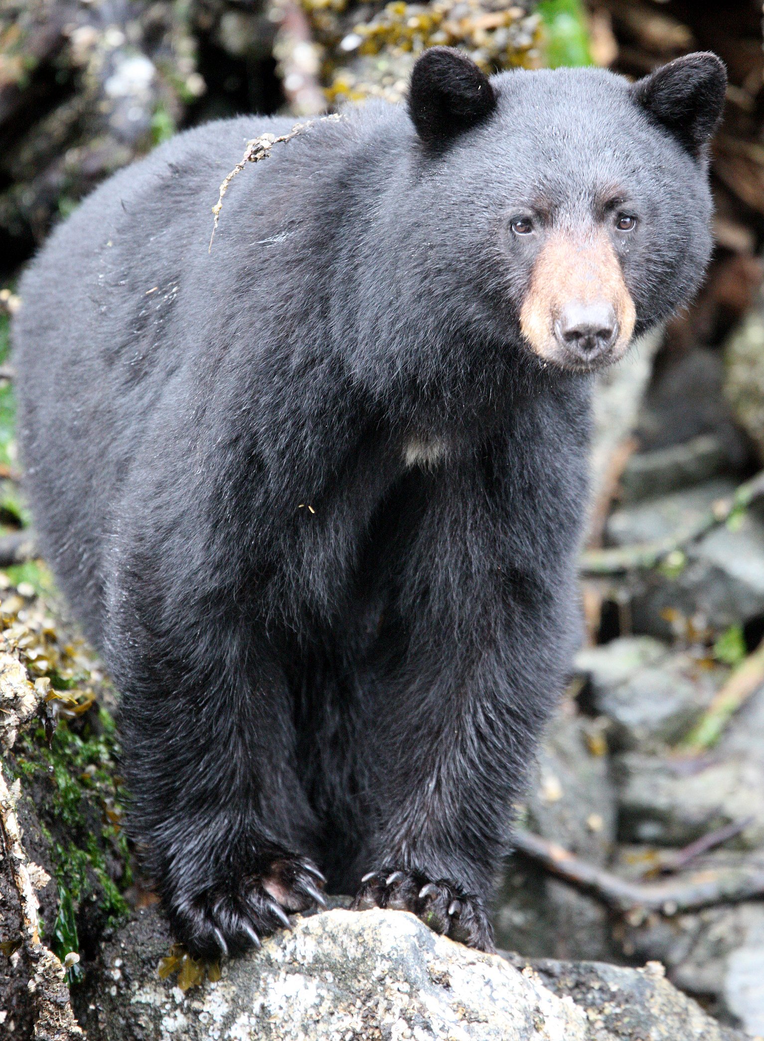 Kermode Black Bear (Ursus americanus kermodei) Knight Inlet BC