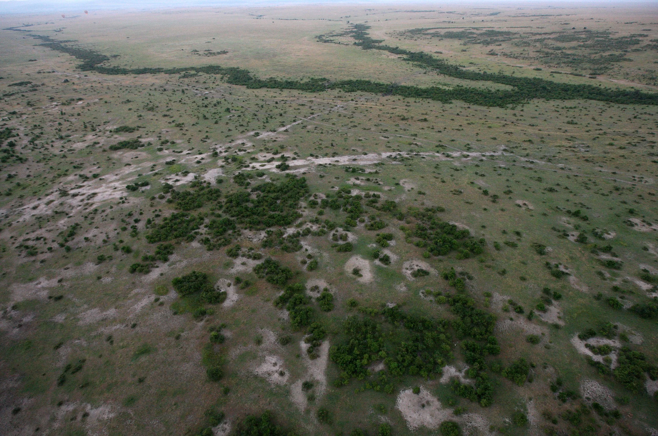 MASAI MARA NATIONAL PARK KENYA (57).JPG