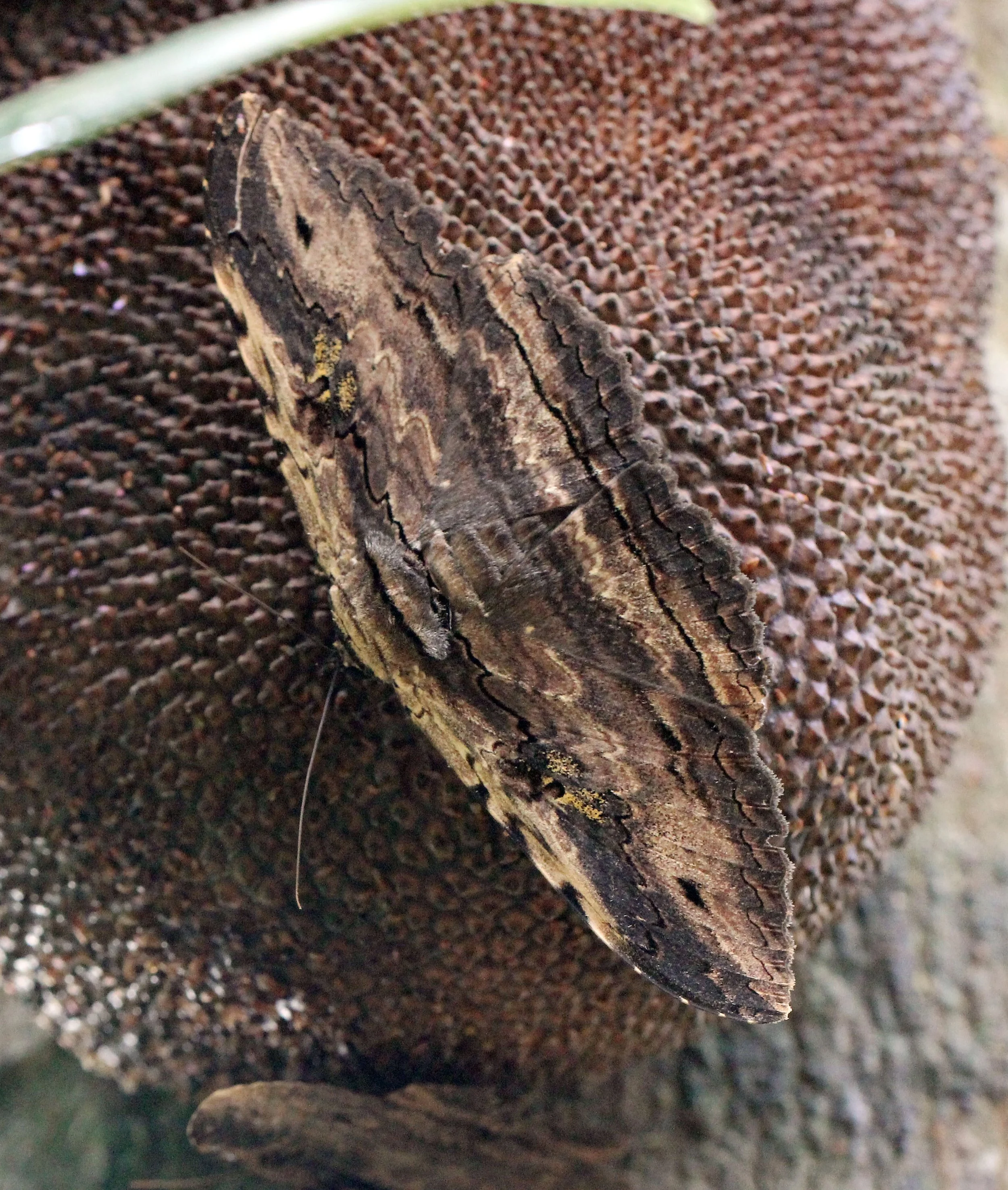 Geometridae - Zanclomenophra subusta - Koh Lanta, Thailand