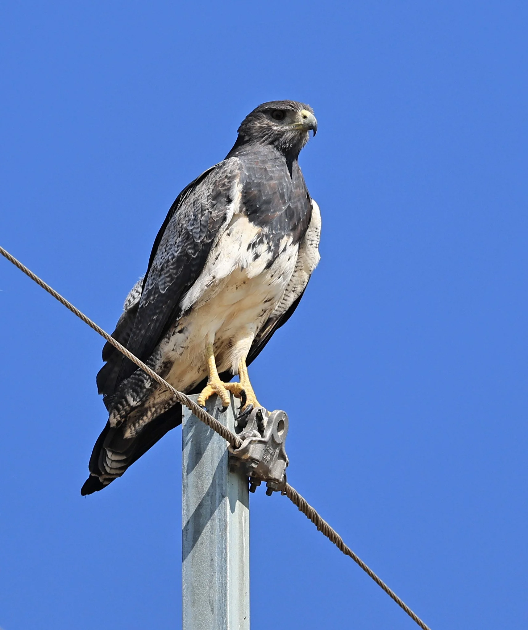 Black-chested buzzard-eagle (Geranoaetus melanoleucus) Chaco Lodge & Laguna Salada Paraguay (13).jpg
