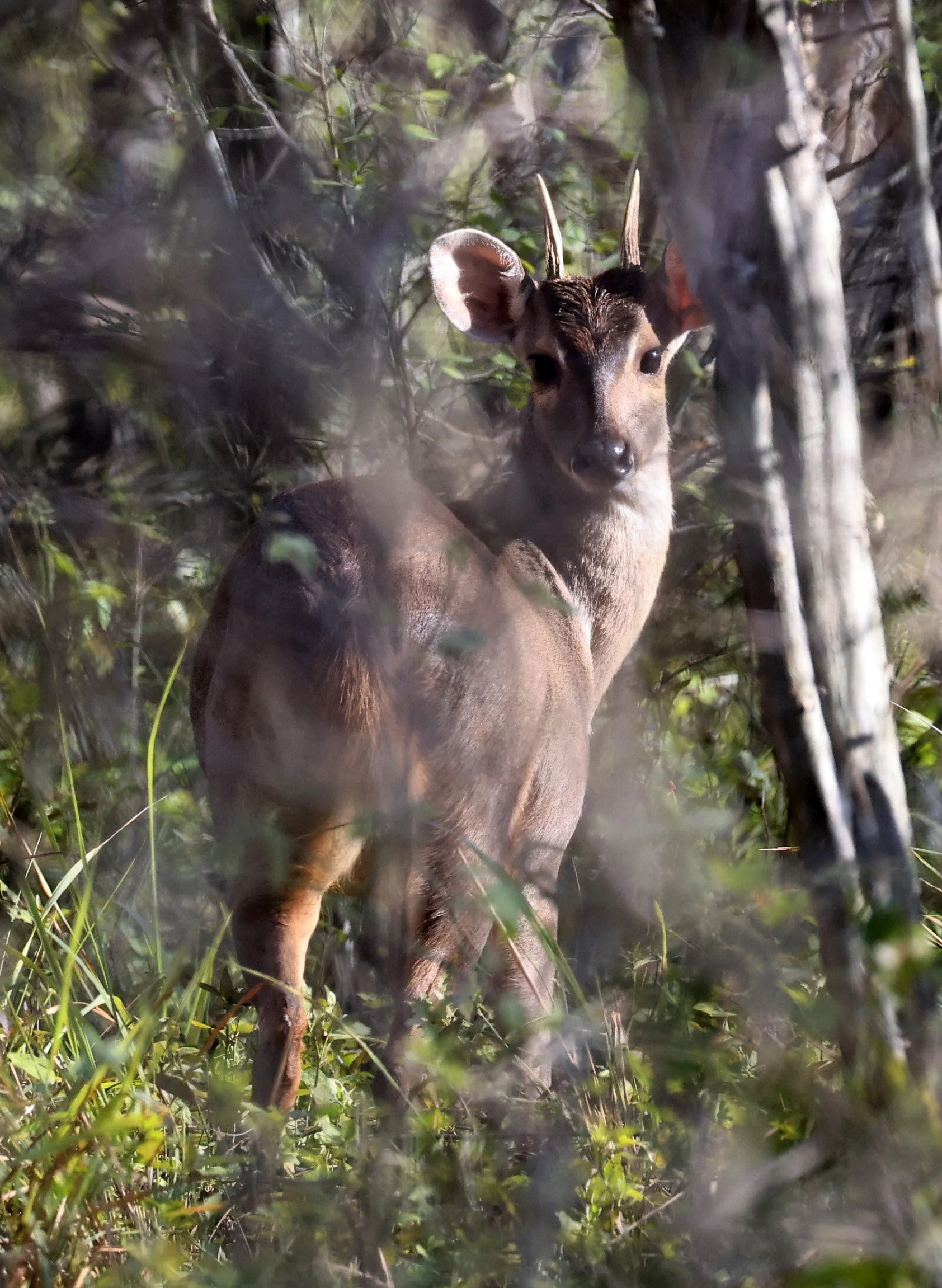 Southern Brown Brocket (Subulo gouazoubira) Selva Serena Natural Reserve (46).jpg