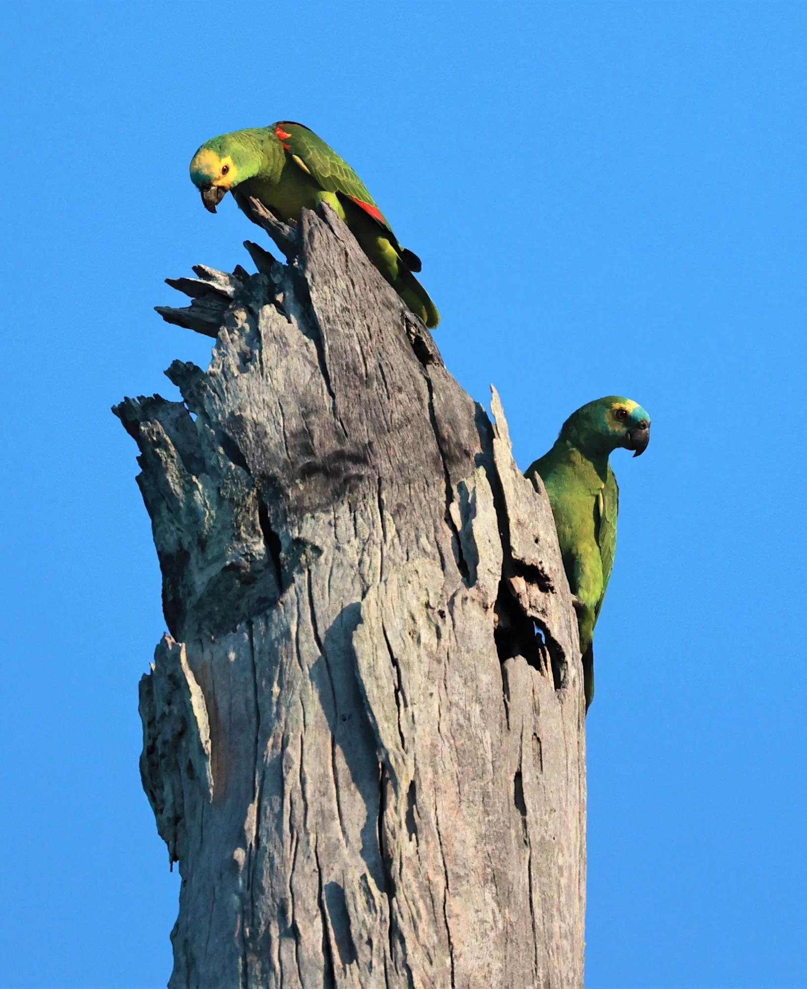 Parrot - Turqoise-fronted Parrot - Amazona aestiva - Pousada Aguape - Fazenda São José Zona Rural, Aquidauana, Mato Grosso do Sul, Brazil (5).JPG