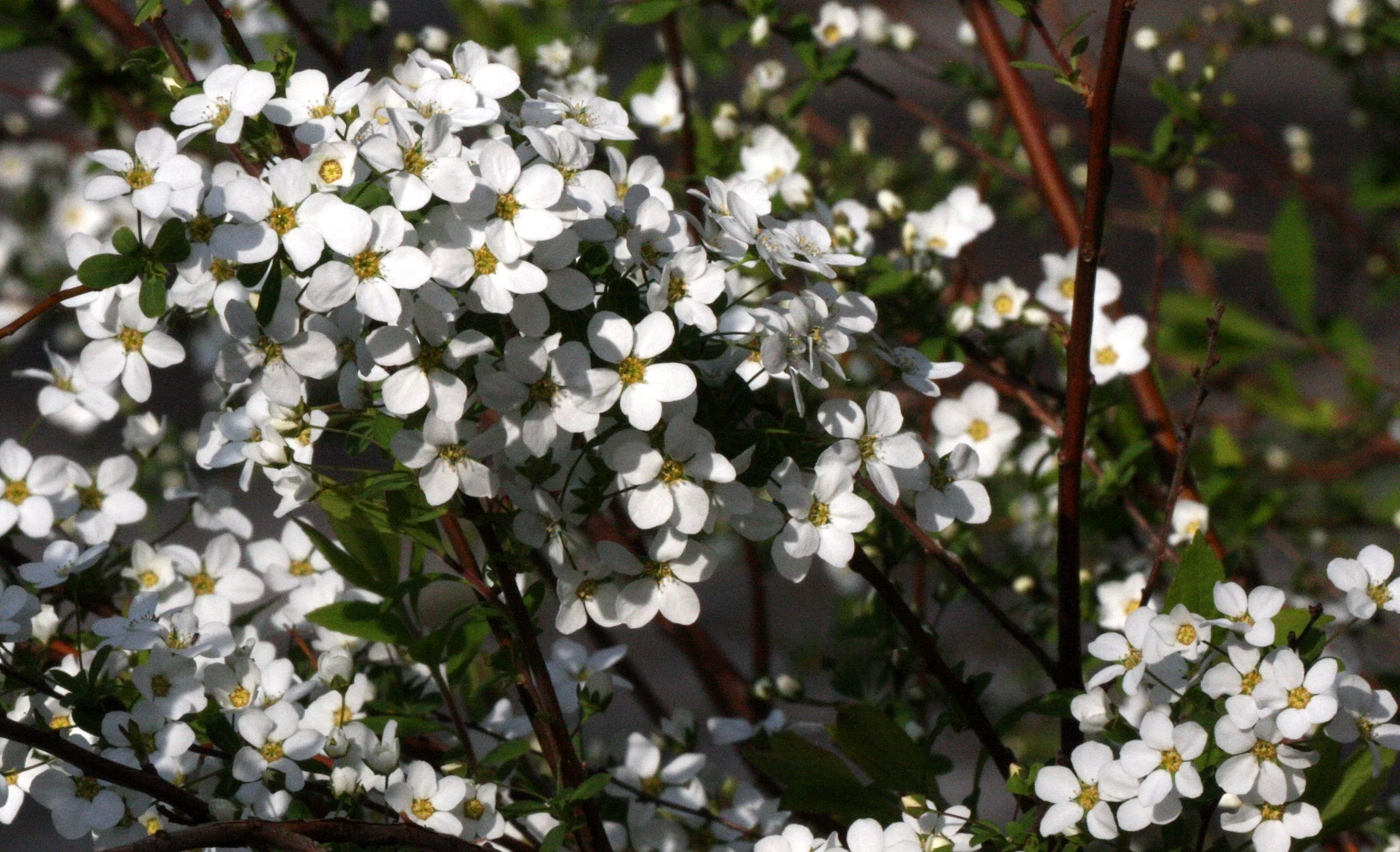 PLANT SPECIES - SHIMOKITA PENINSULA JAPAN (6).JPG