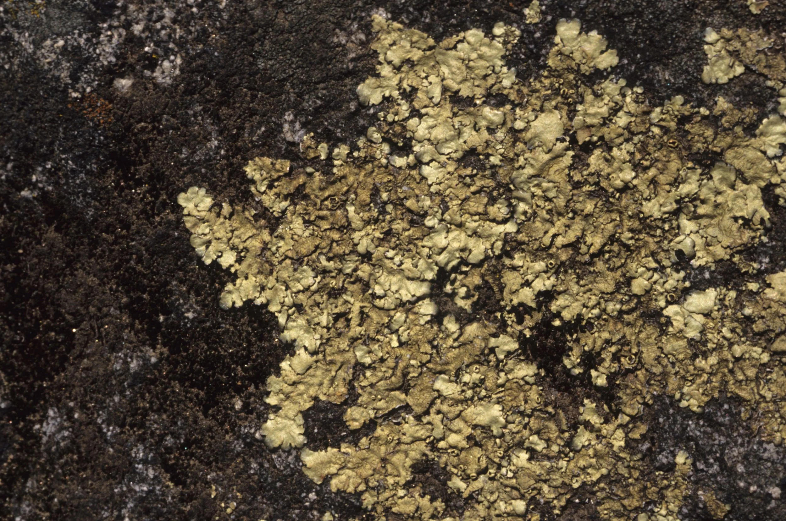 AMERICAN RIVER - LICHEN - FOLIOSE.jpg