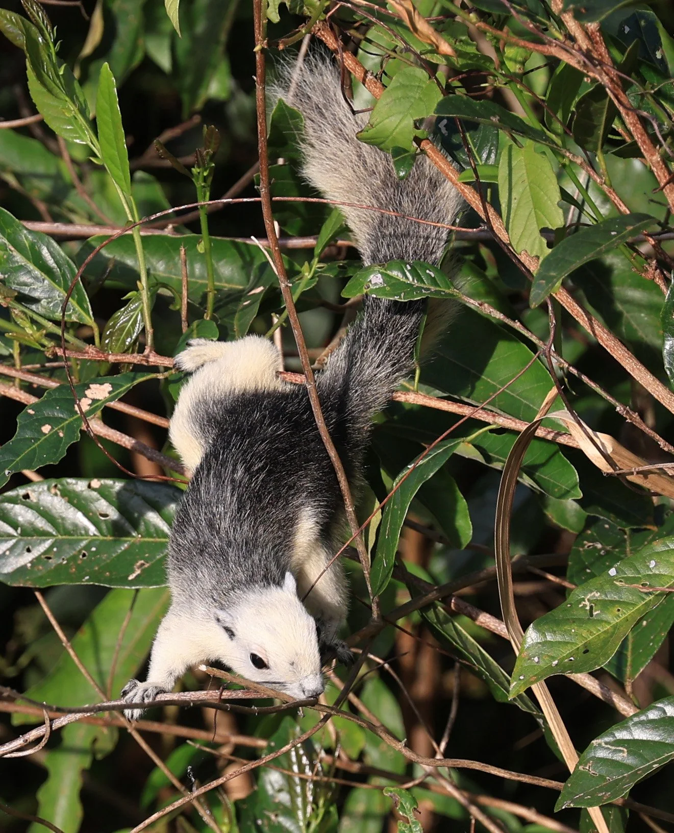 Finlayson's squirrel (Callosciurus finlaysonii bocourti) Khao Yai National Park (12).JPG