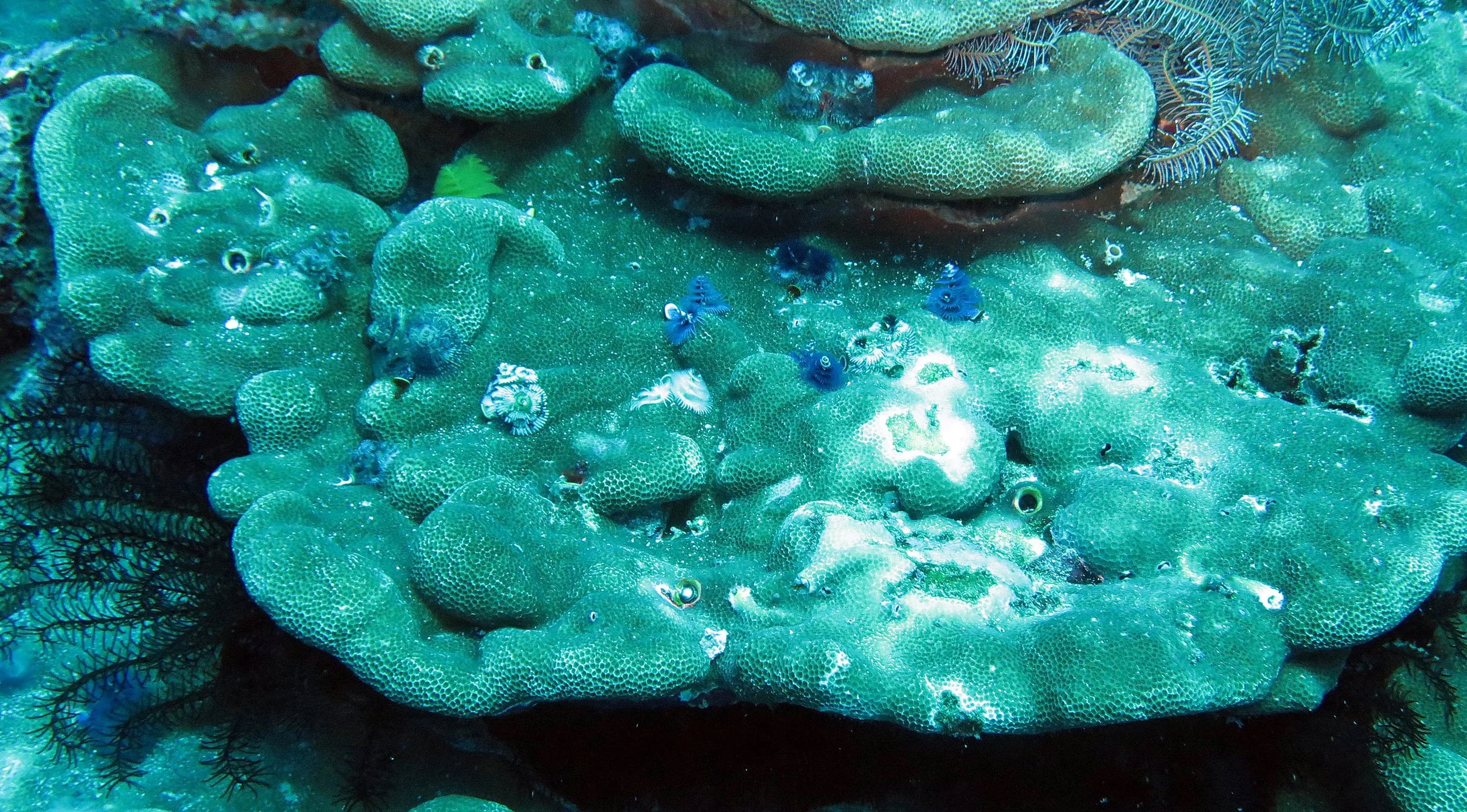 2014 Similan Islands Marine Park Thailand ISB Dive Trip (23).JPG